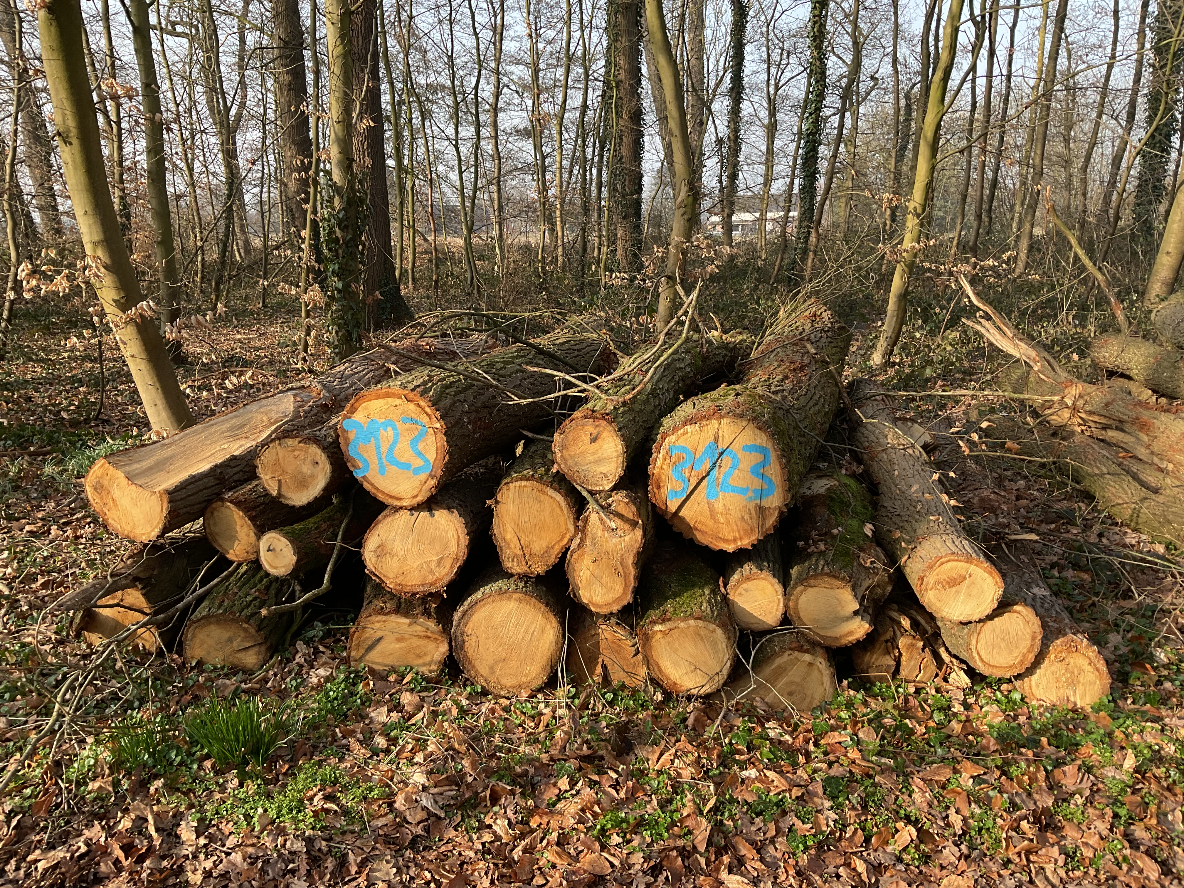 Eiche, Polter-Nr. 3123