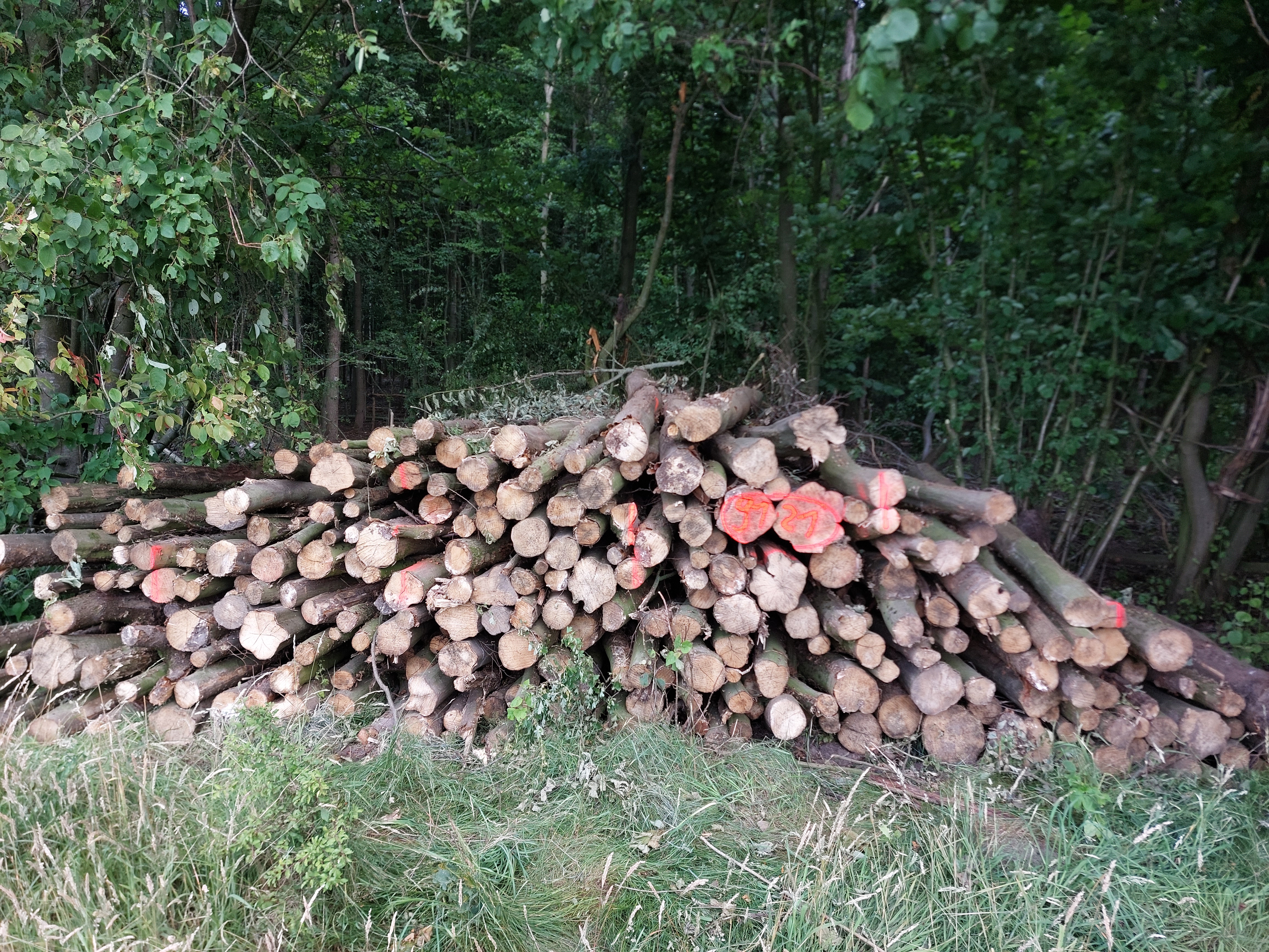 Hainbuche, Polter-Nr. 9121