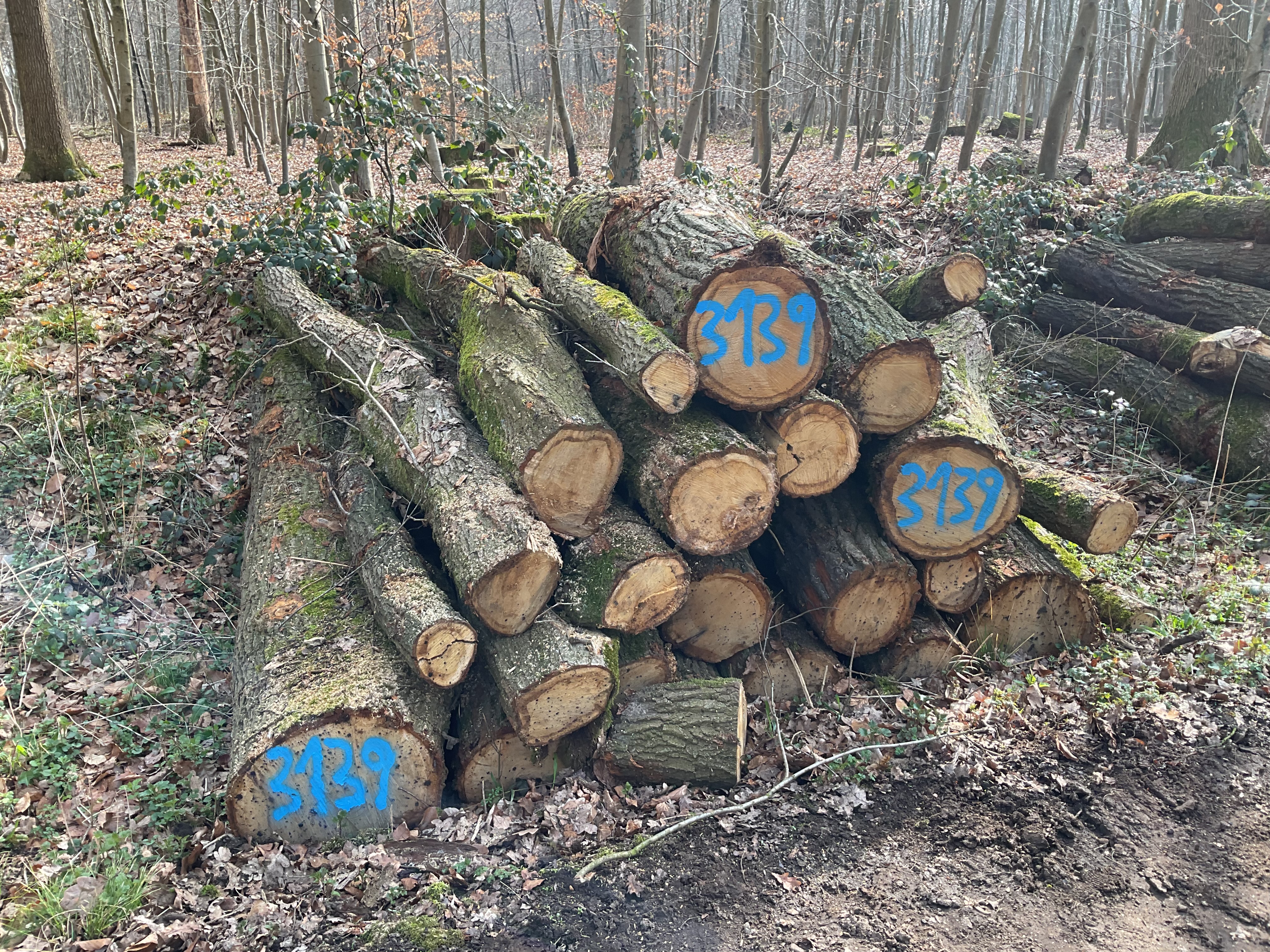 Eiche, Polter-Nr. 3139