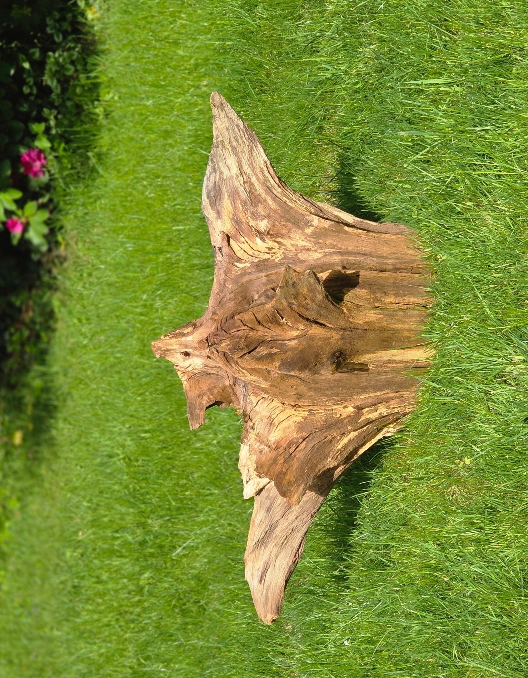 Holzwurzel