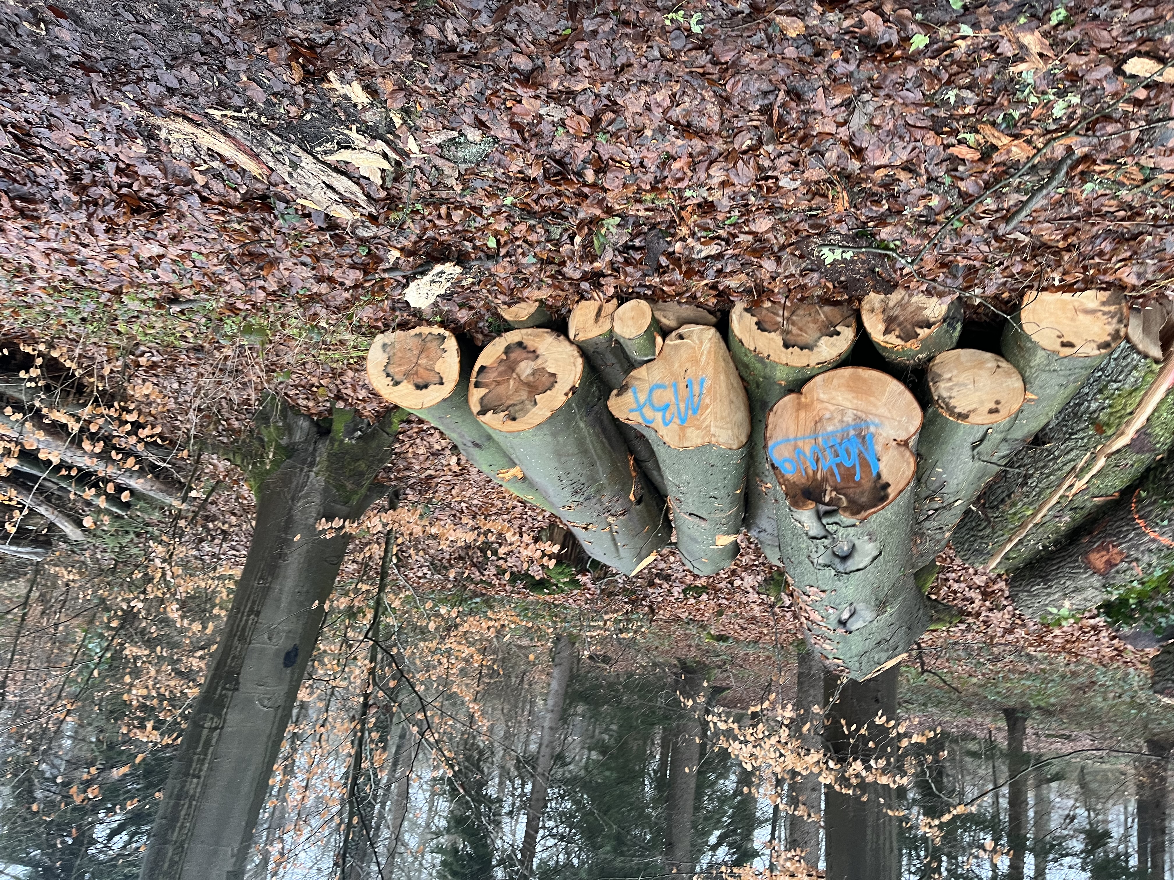 Buche, Polter-Nr. 1137