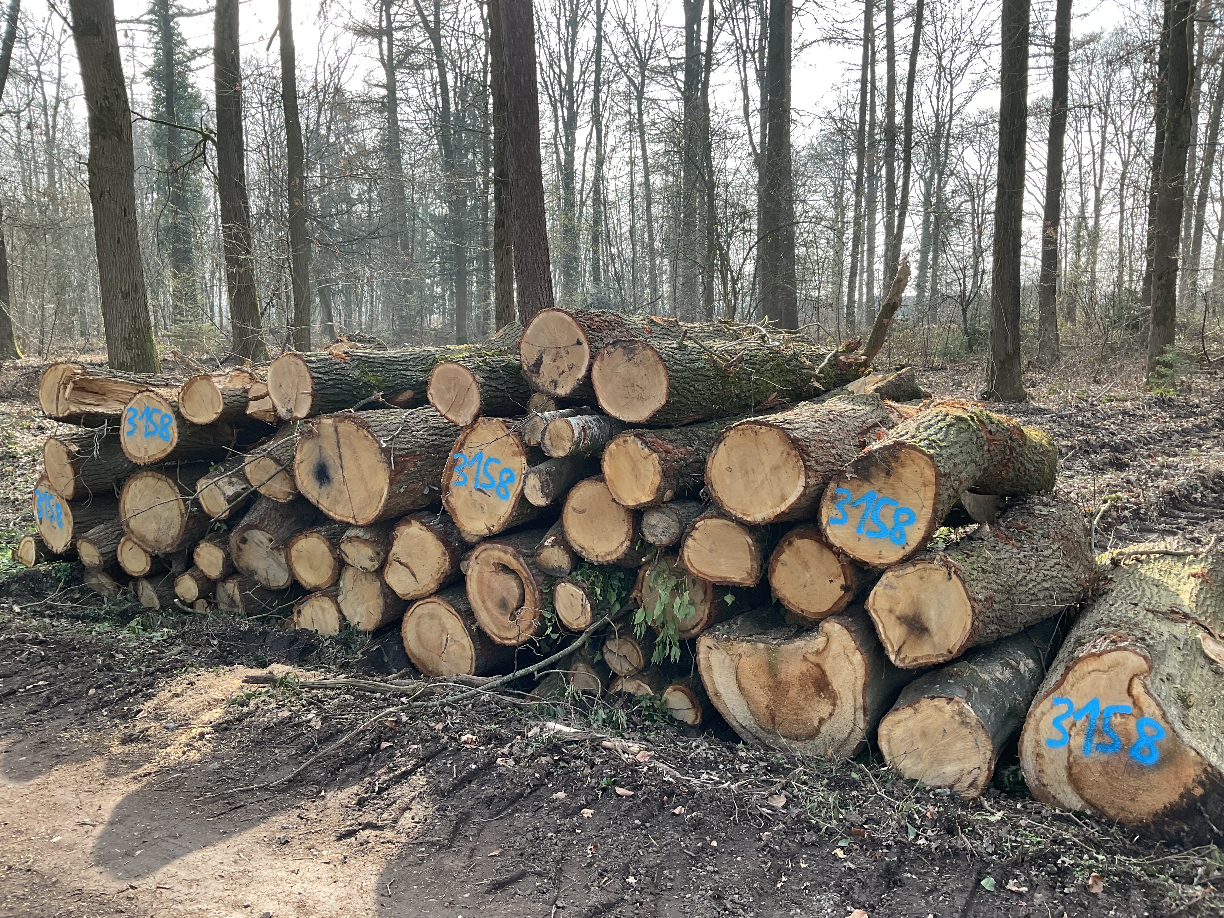 Eiche/Roteiche, Polter-Nr. 3158