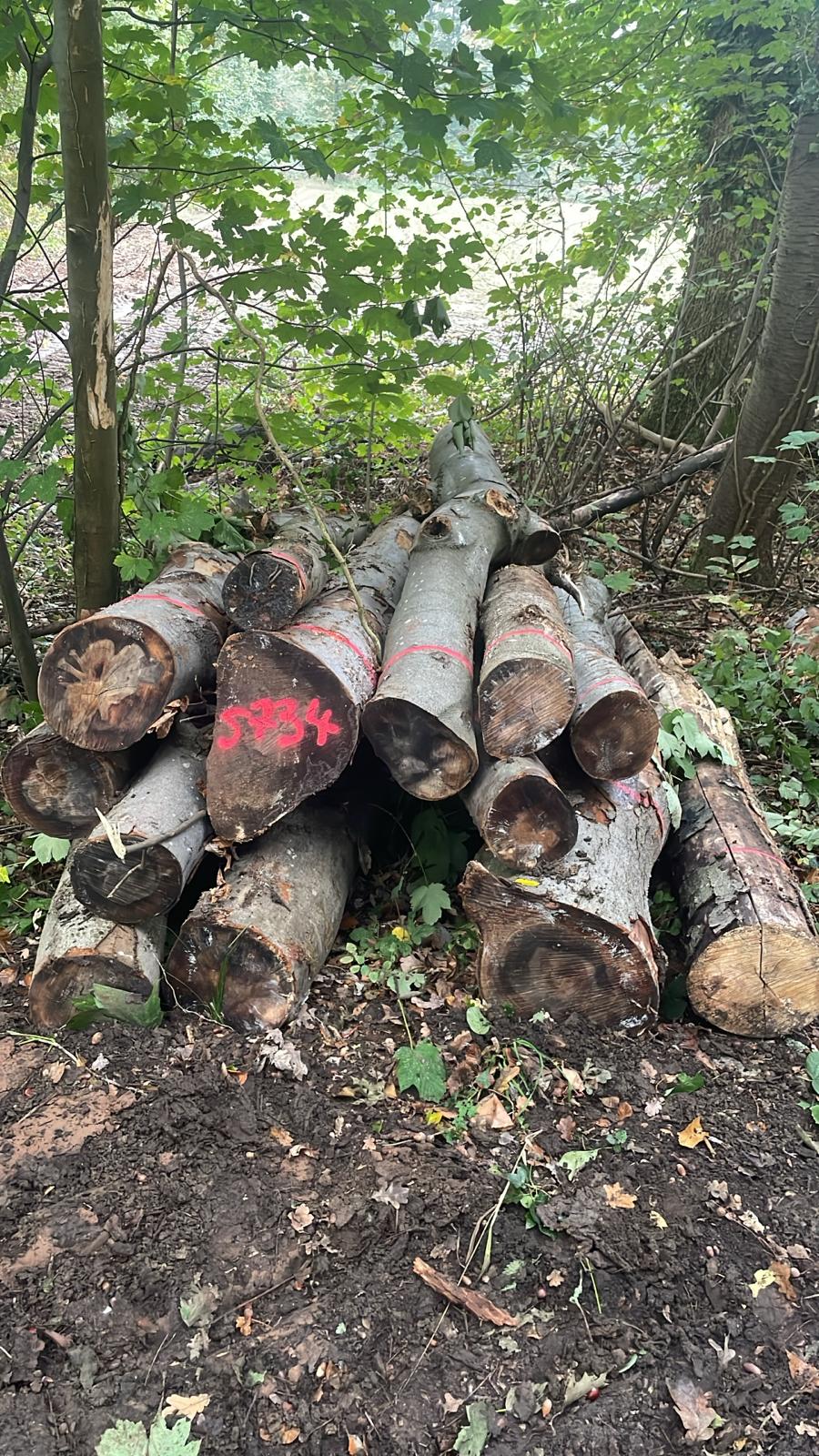 Buche, Polter-Nr. 5734 Buche, Polter-Nr. 5734