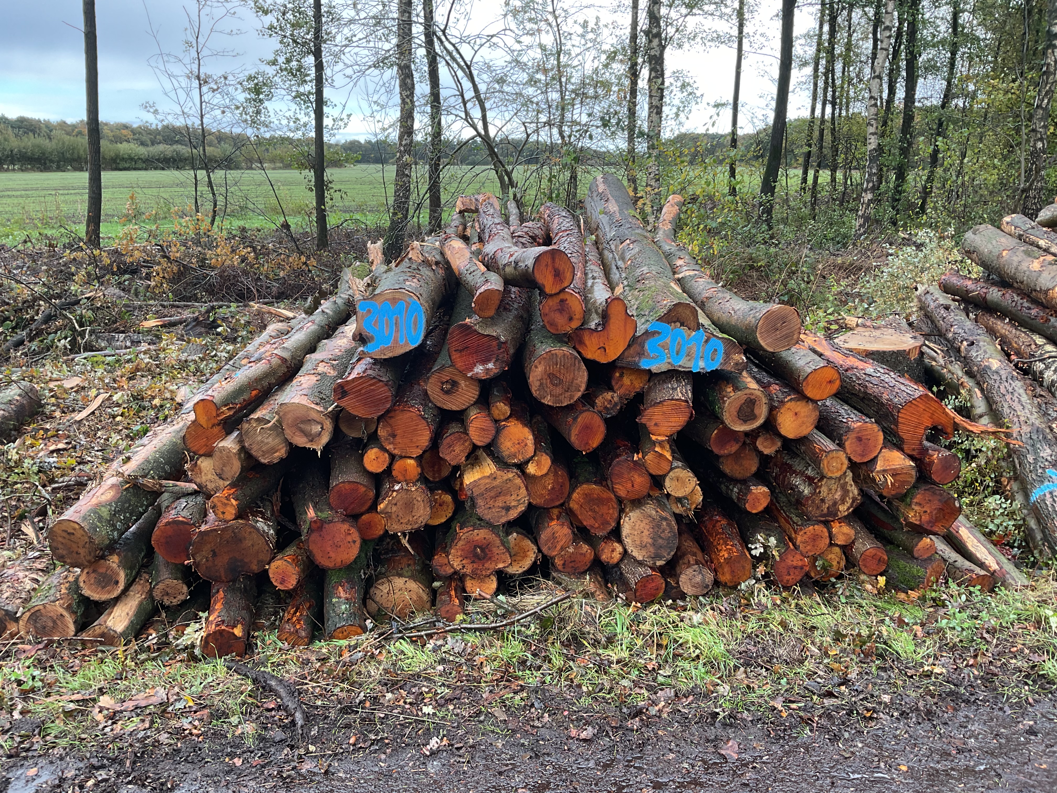 Birke/Esche/Erle, Polter-Nr. 3010