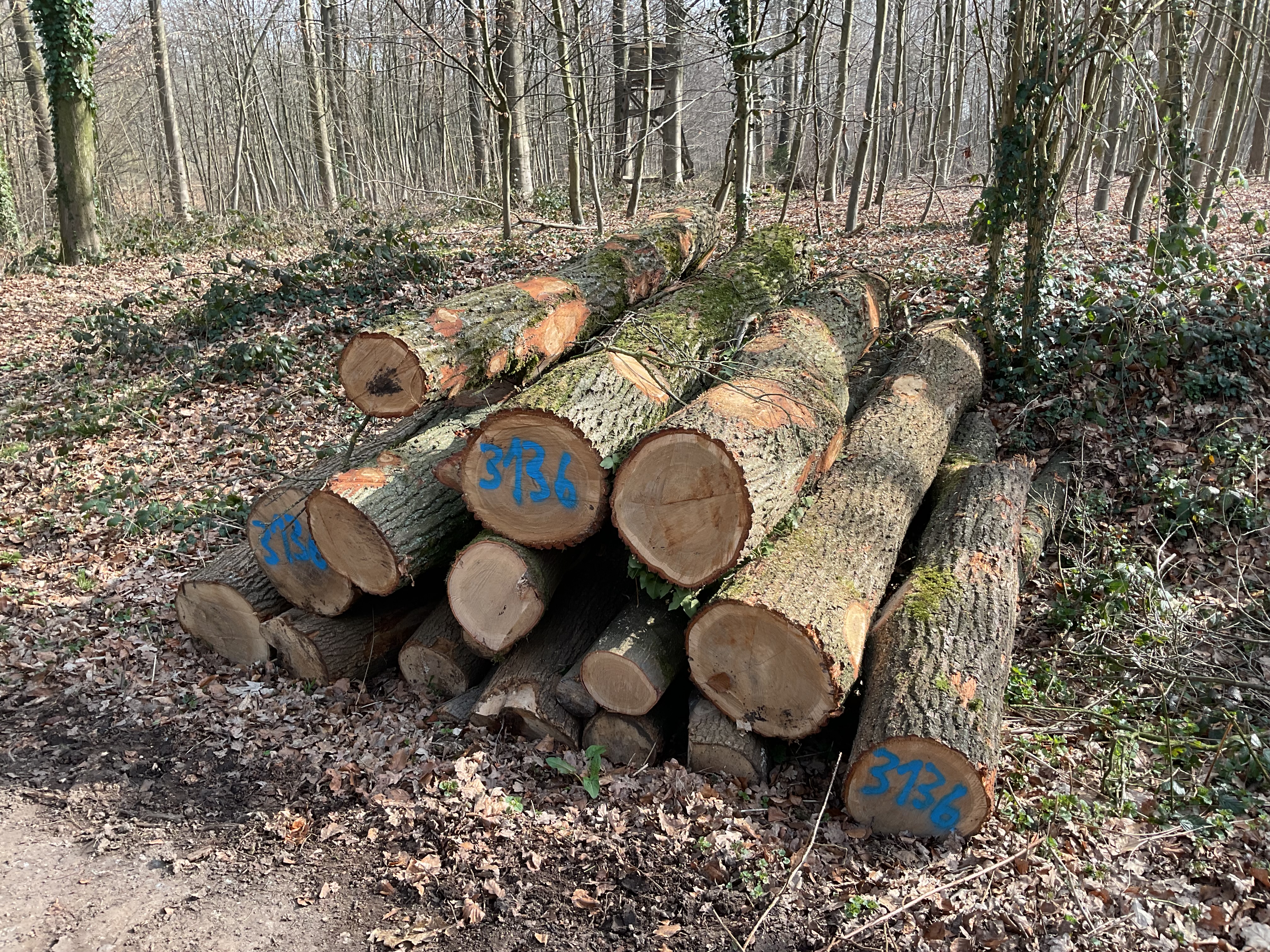 Eiche/Roteiche/Esche, Polter-Nr. 3136