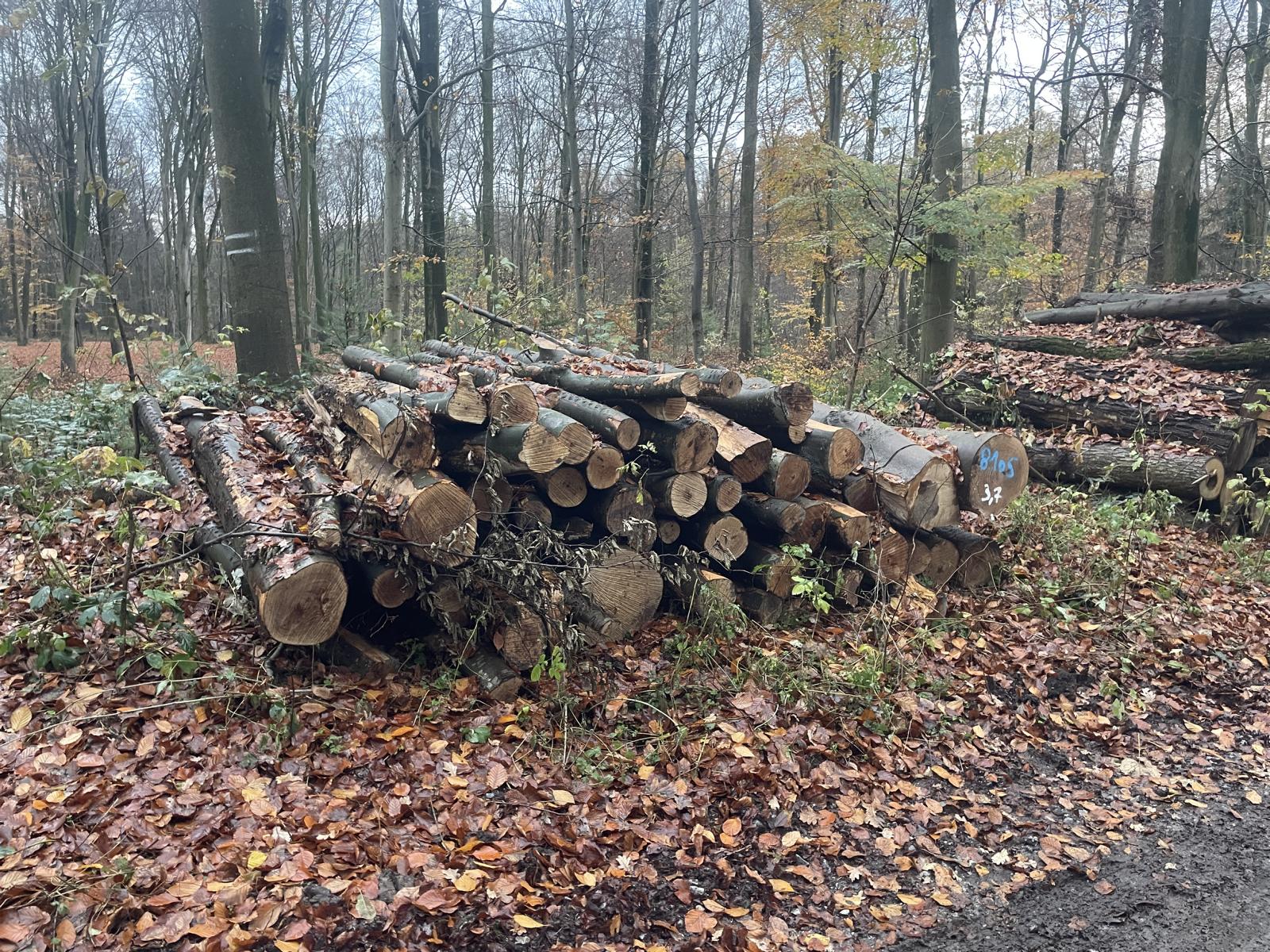 Buche, Polter-Nr. 8105