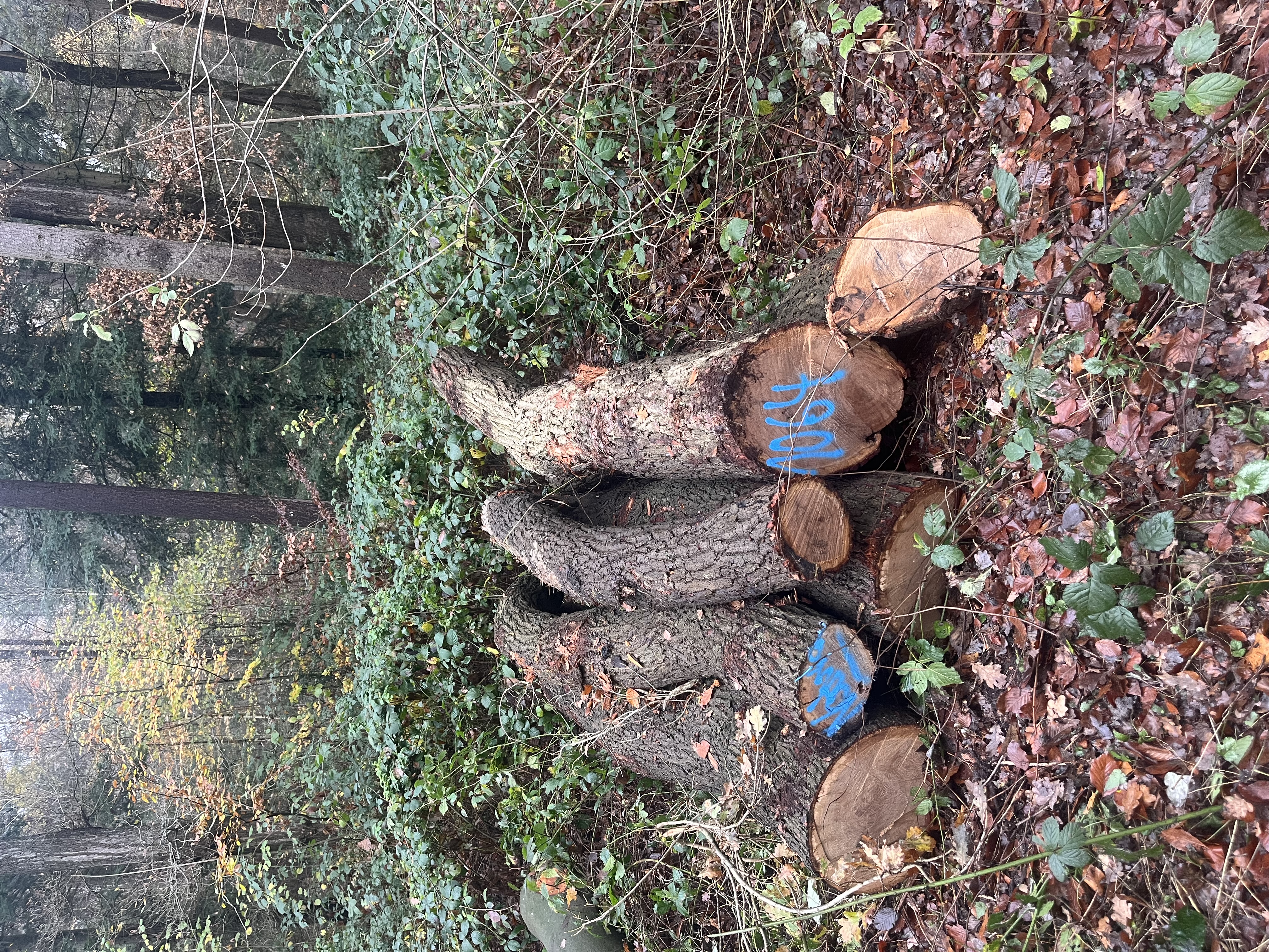 Eiche, Polter-Nr. 1064