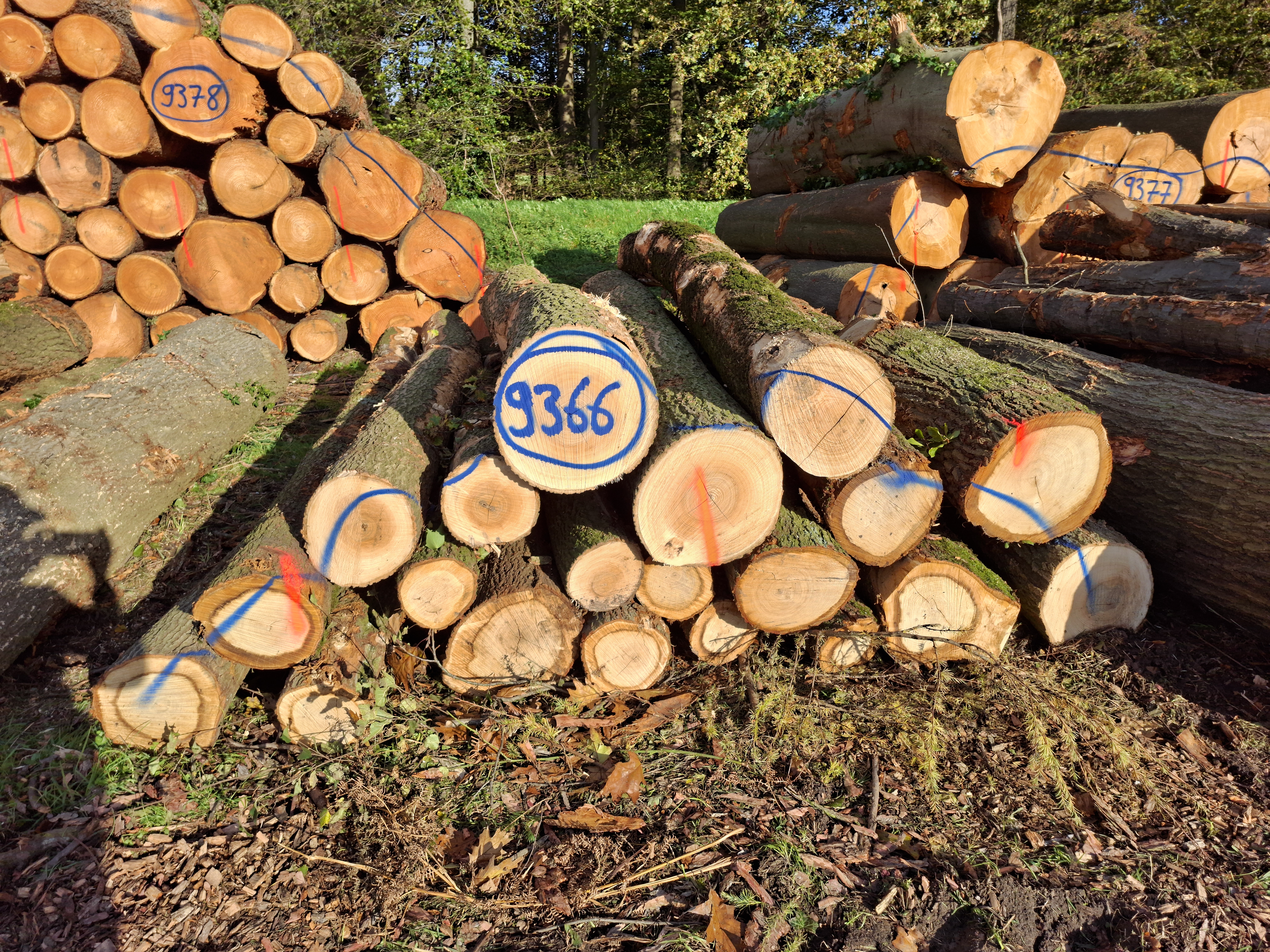 Roteiche, Polter-Nr. 9366