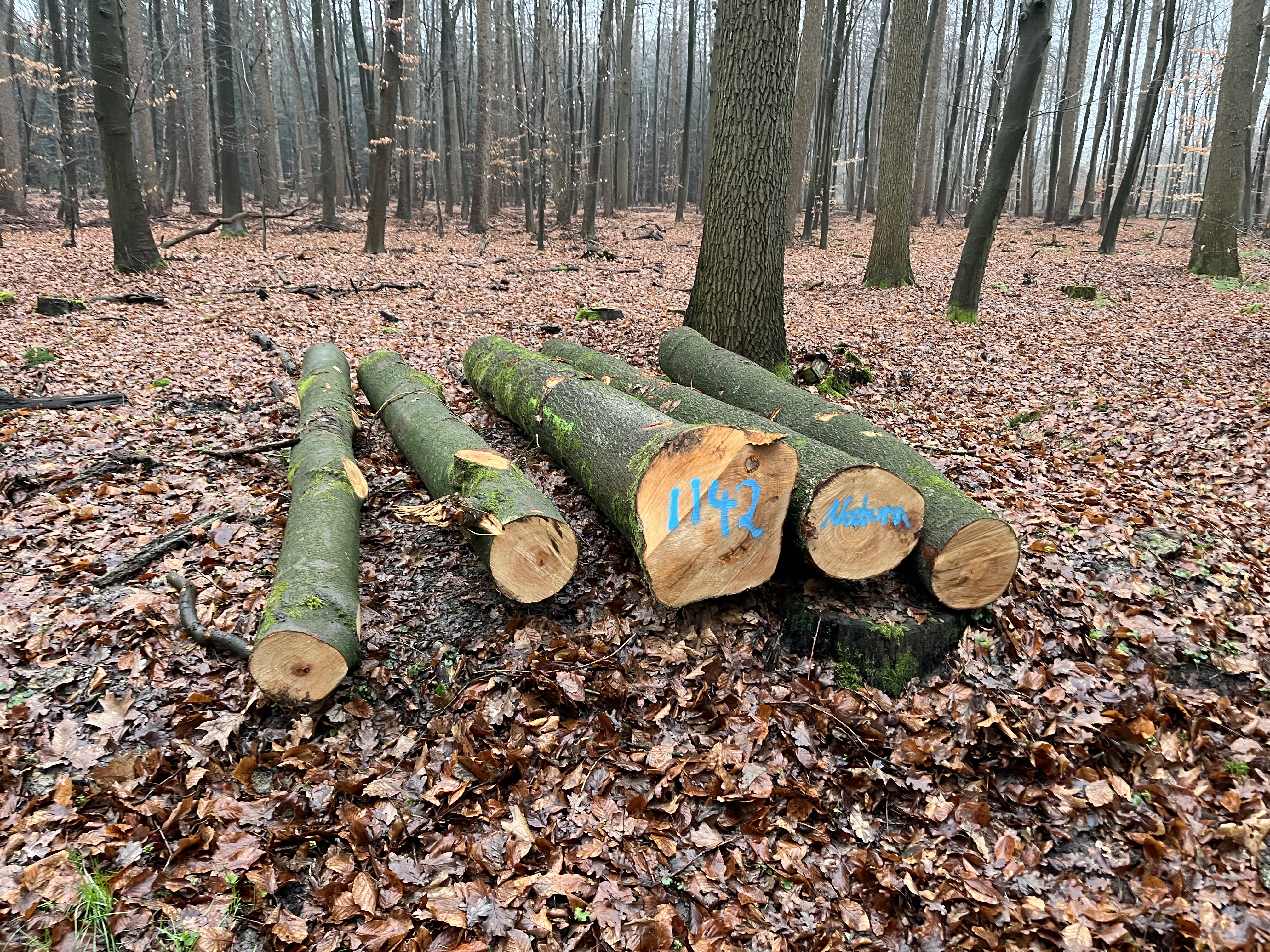 Buche, Polter-Nr. 1142