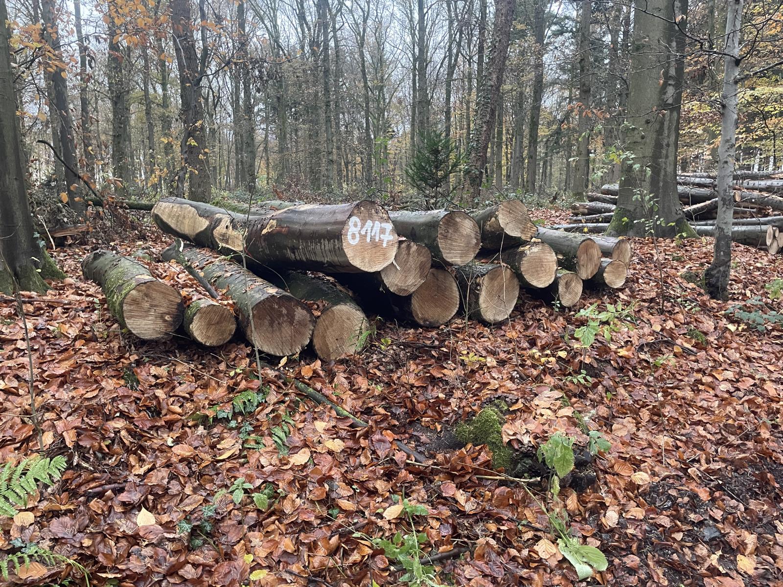 Bergahorn, Polter-Nr. 8117