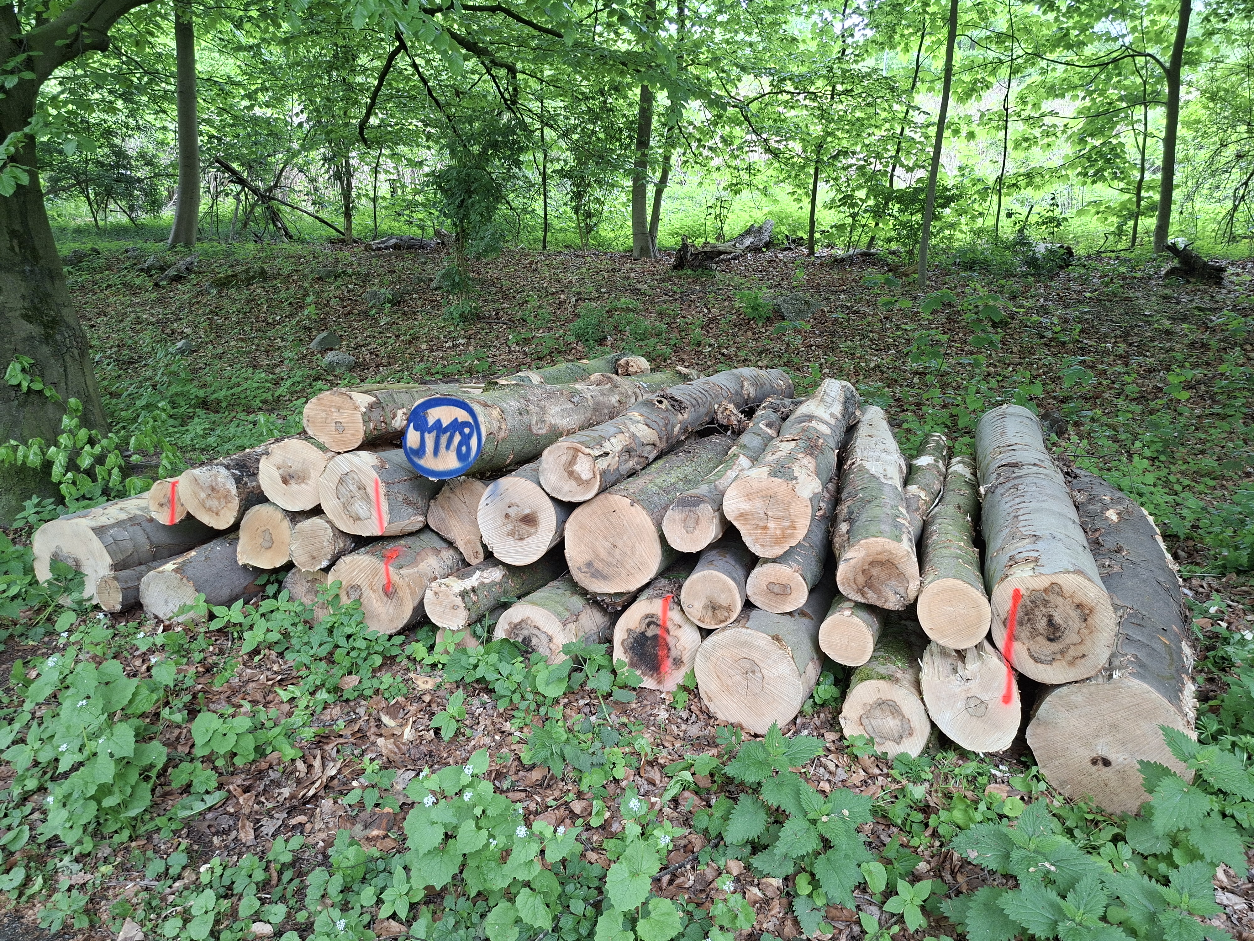 Bergahorn, Polter-Nr. 9118