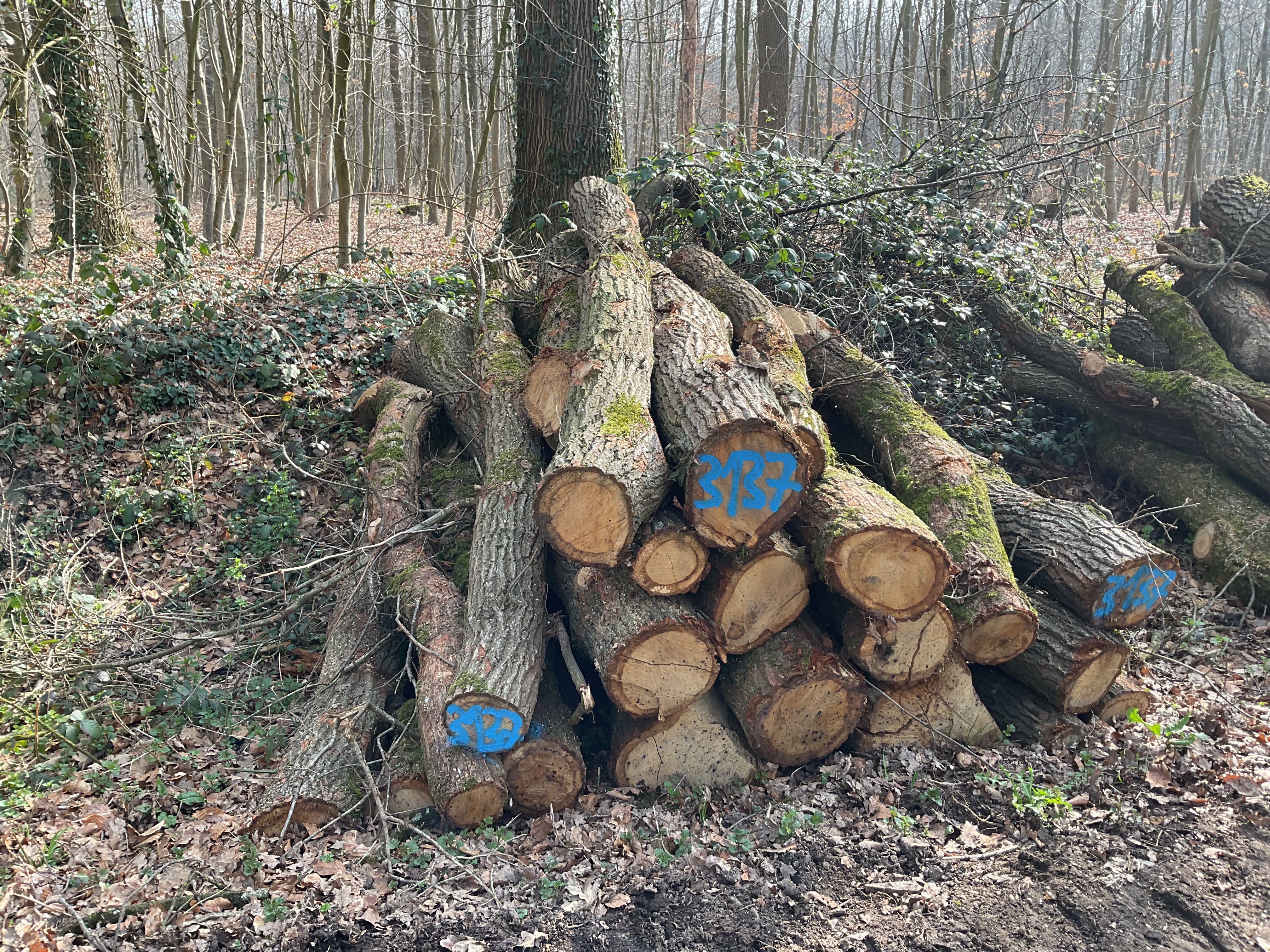 Eiche, Polter-Nr. 3137