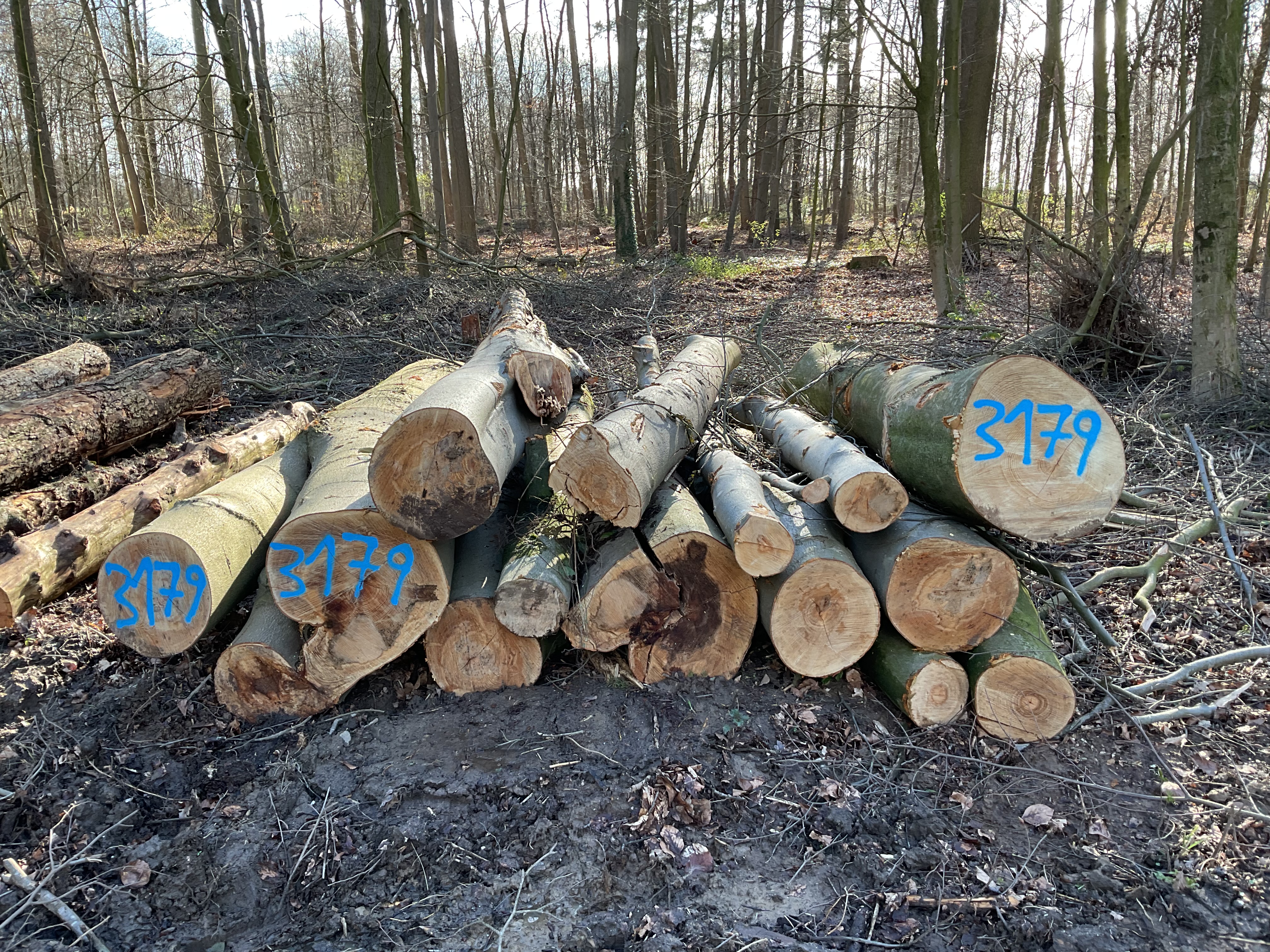 Buche, Polter-Nr. 3179