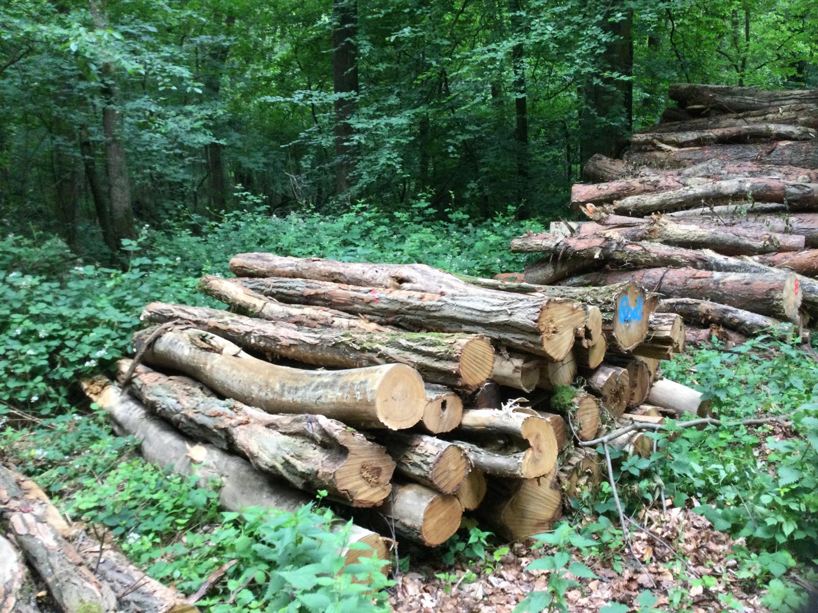 Robinie, Polter-Nr. 8008