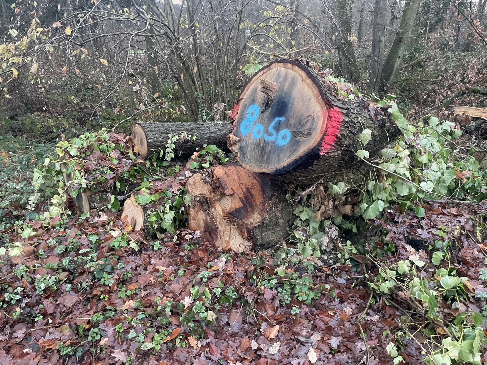 Eiche, Polter-Nr. 8050