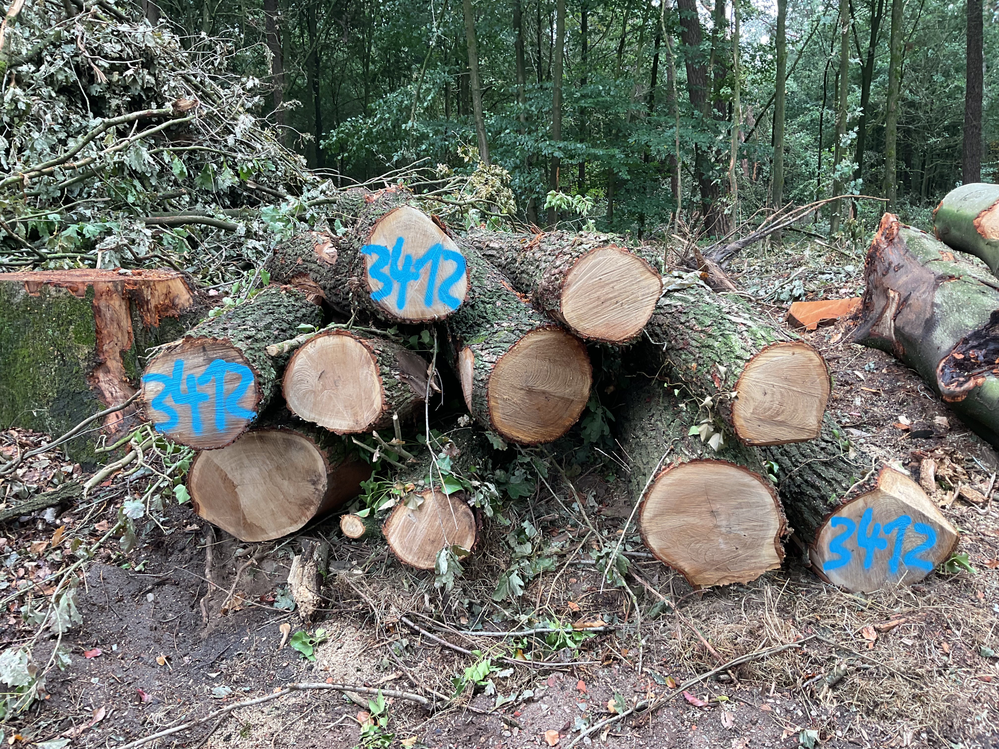 Eiche, Polter-Nr. 3412