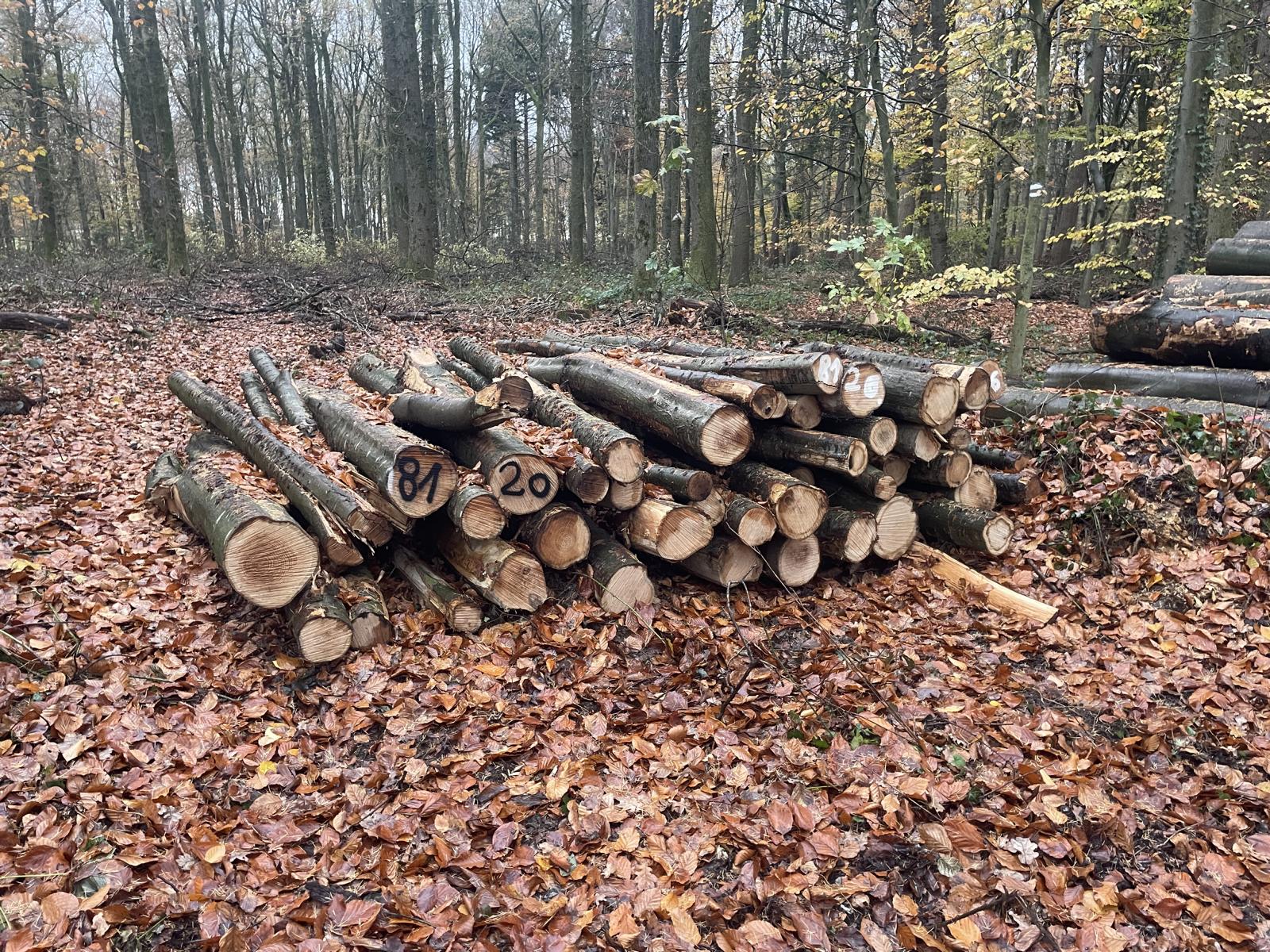 Roteiche, Polter-Nr. 8120