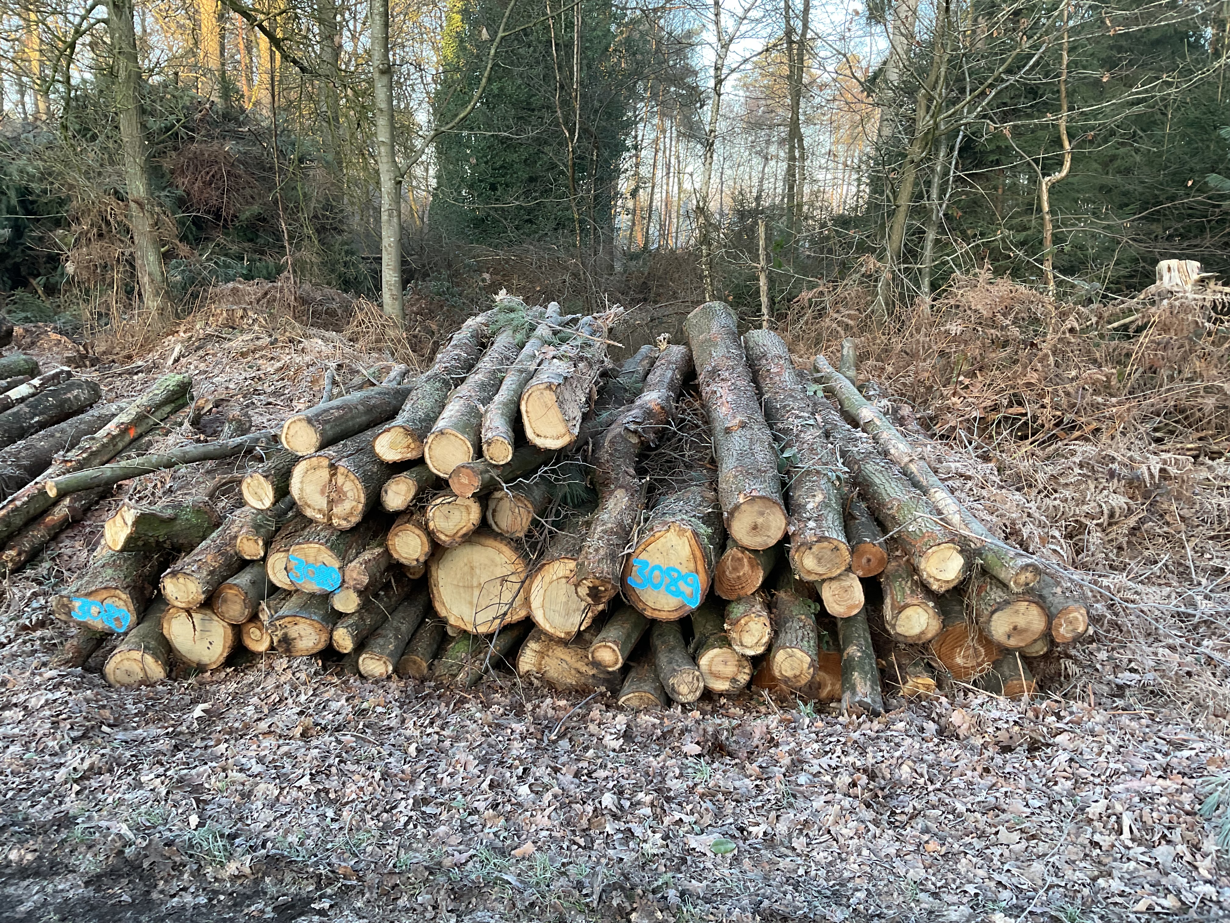 Eiche, Polter-Nr. 3089