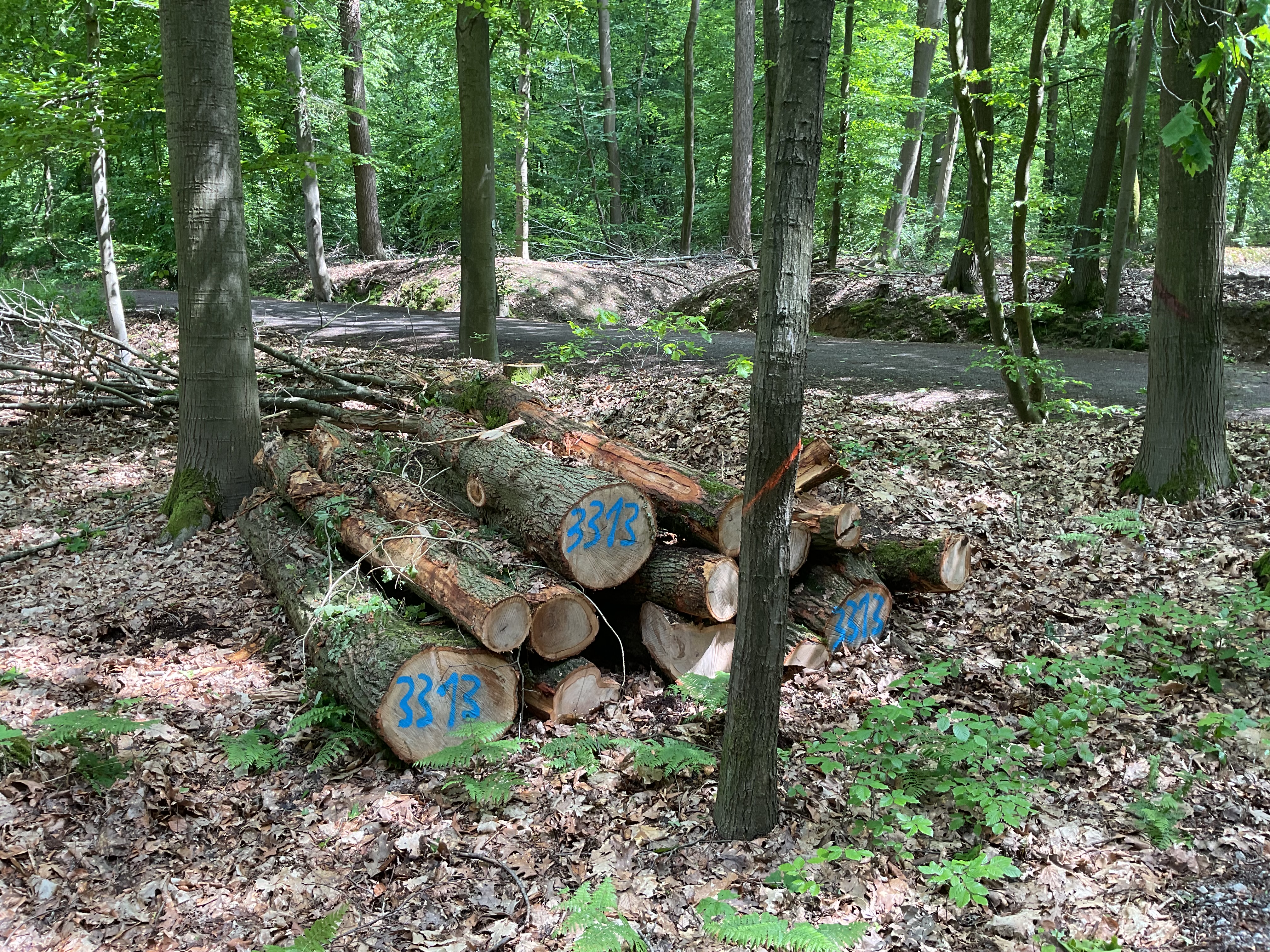 Eiche, Polter-Nr. 3313