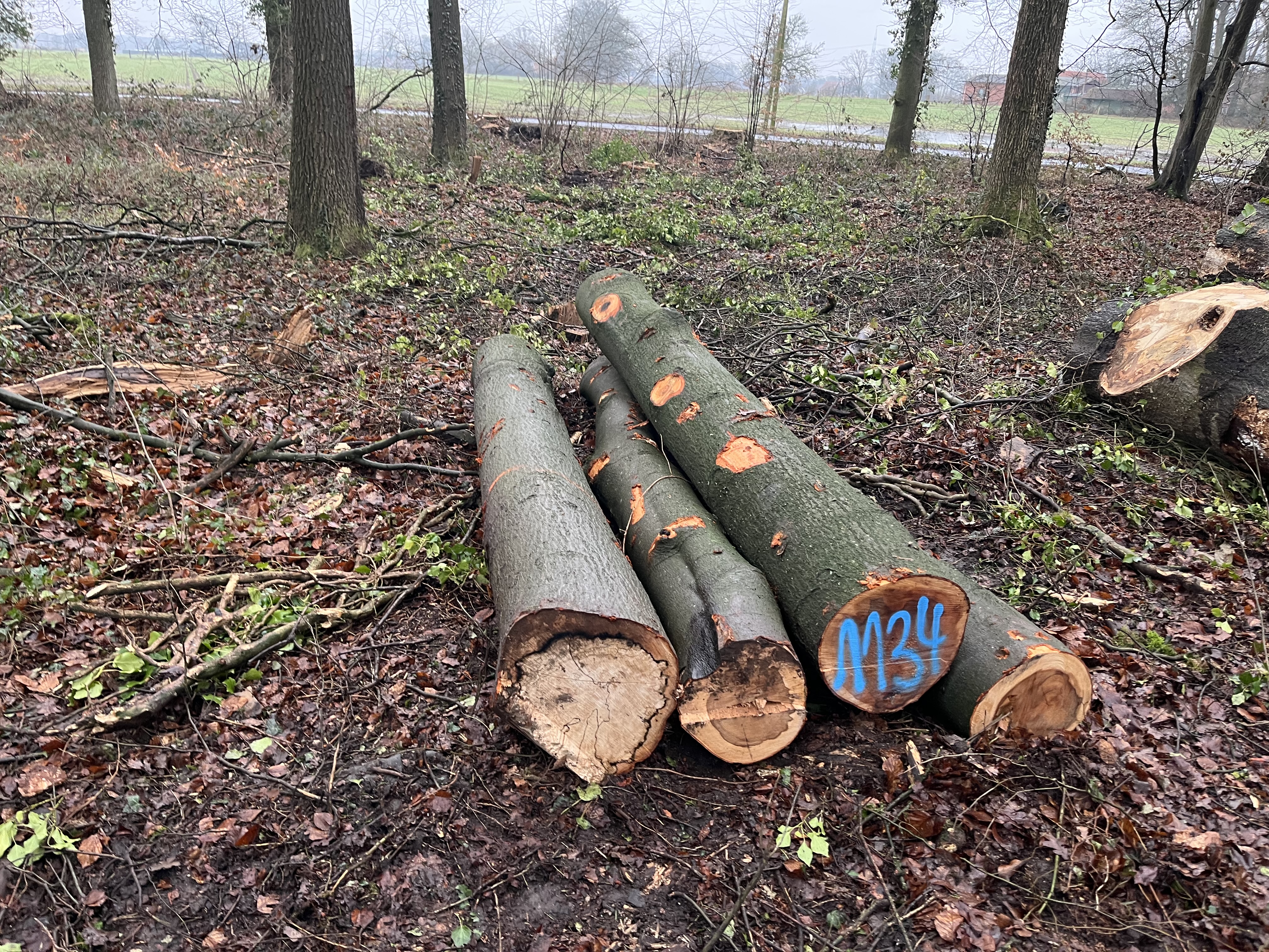 Buche, Polter-Nr. 1134