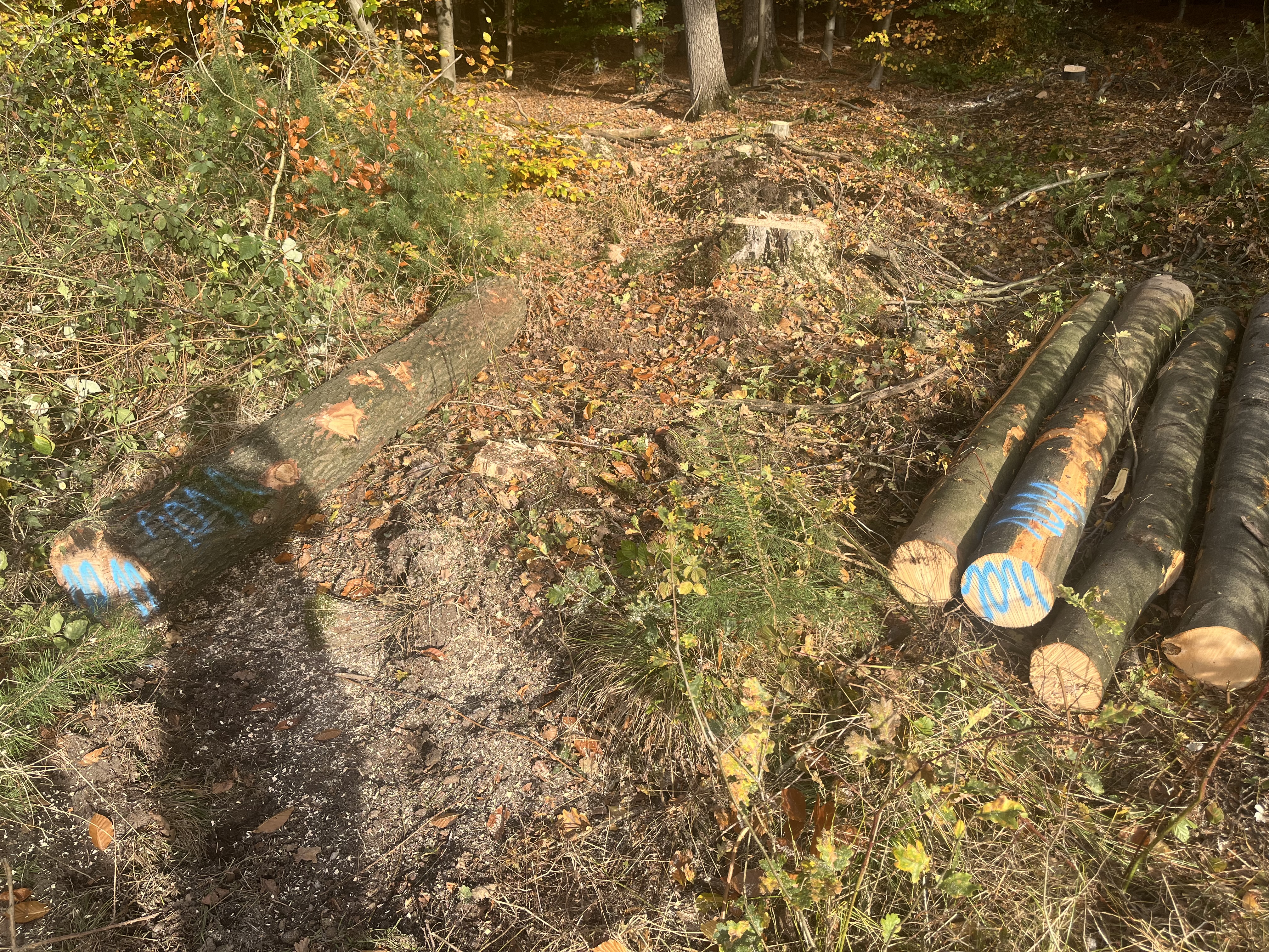 Buche/Eiche, Polter-Nr. 1011