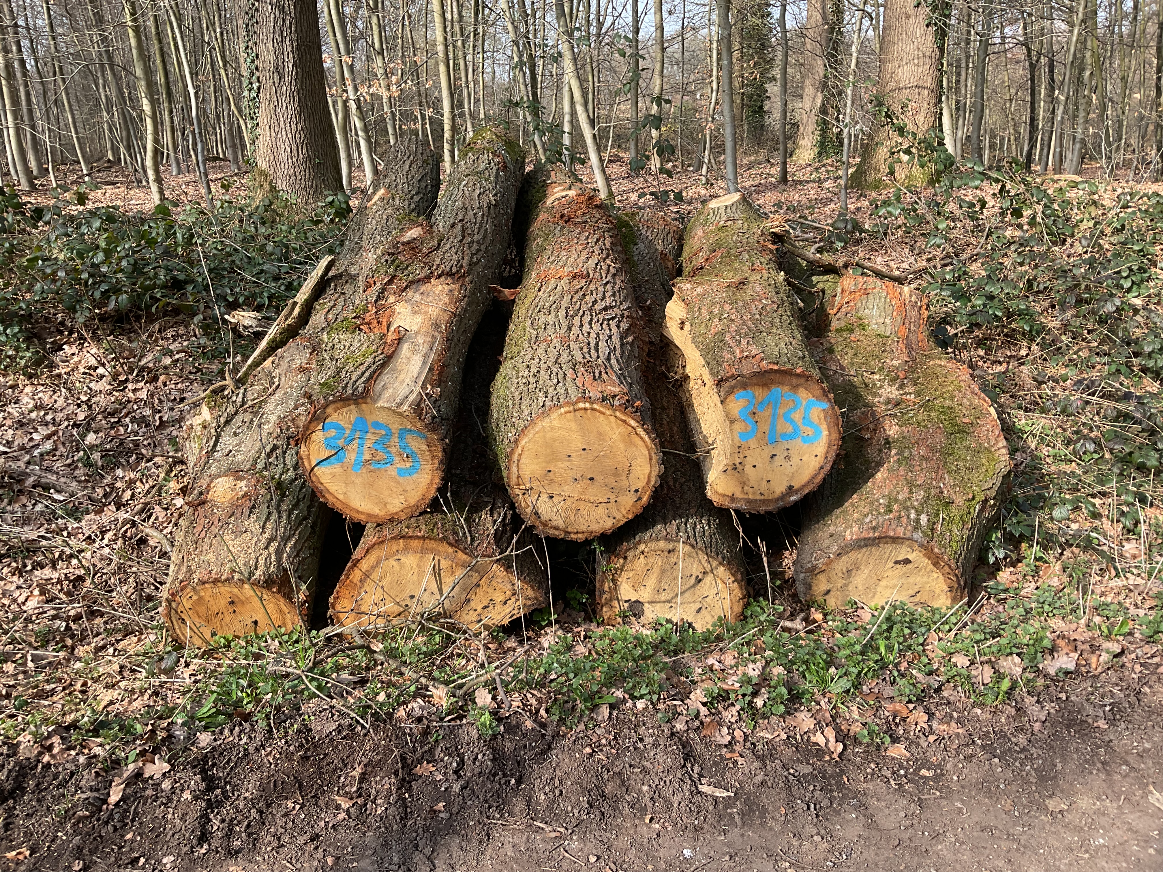 Eiche, Polter-Nr. 3135