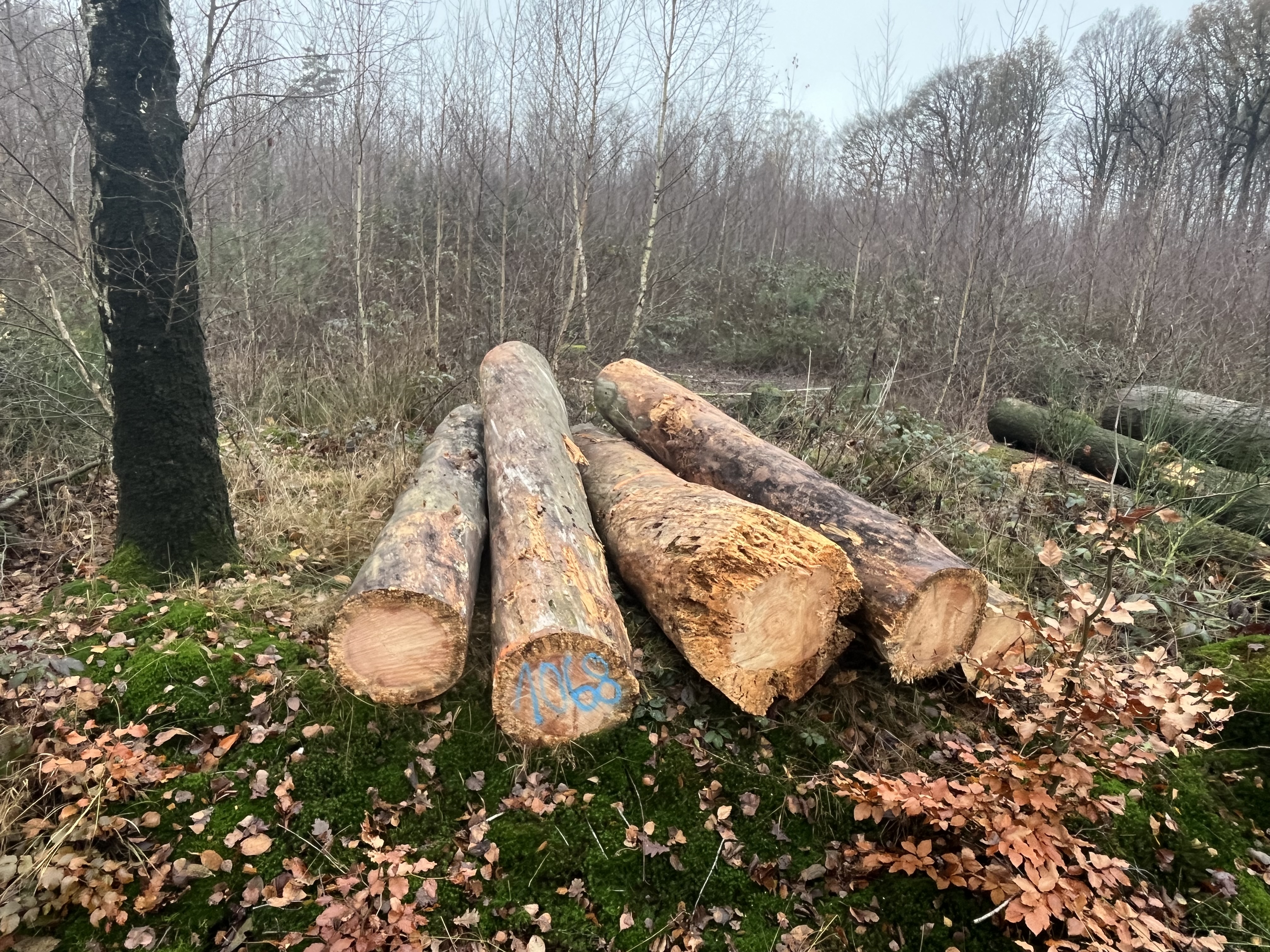 Kiefer, Polter-Nr. 1068