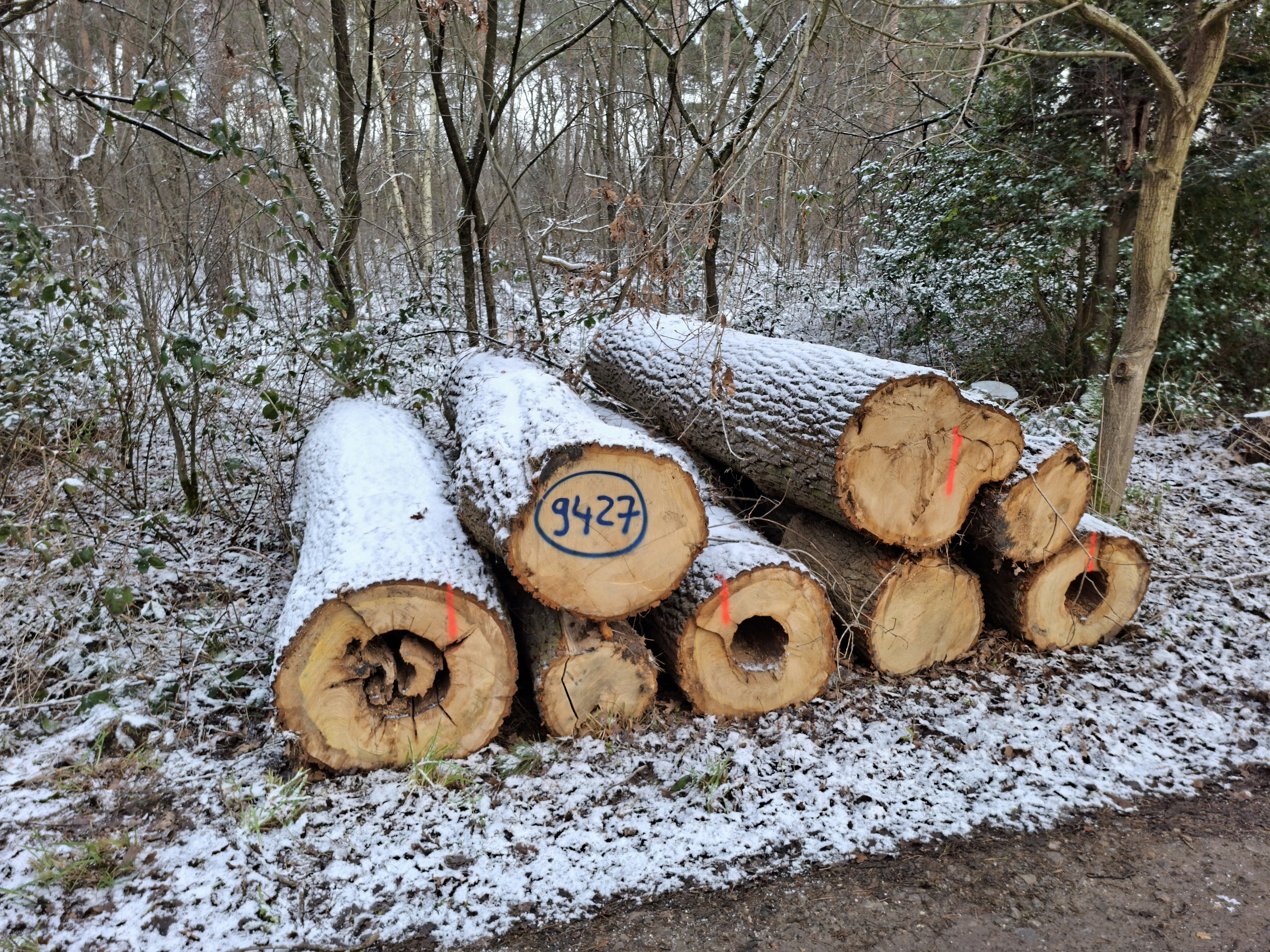 Eiche, Polter-Nr. 9427