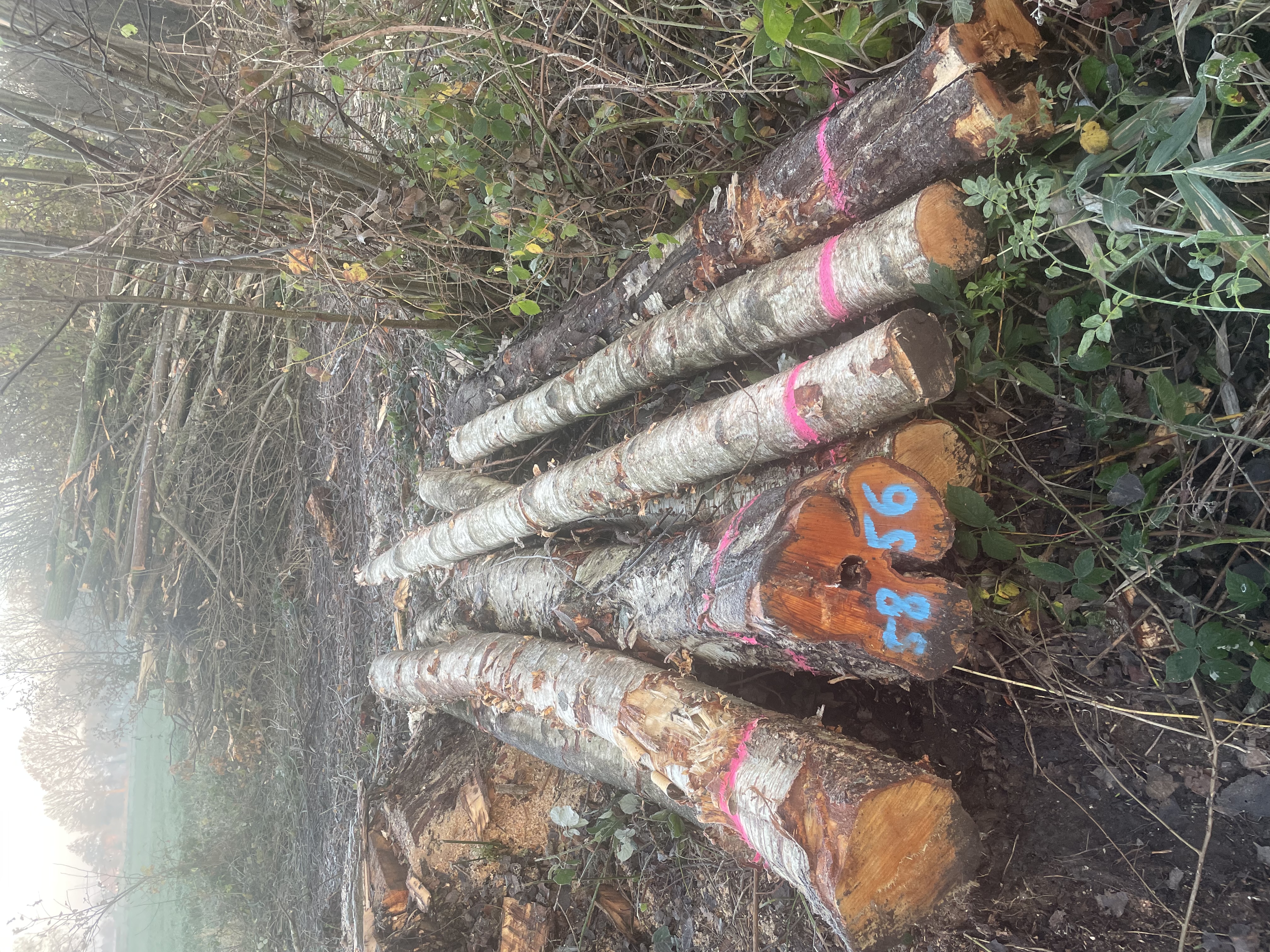 Birke, Polter-Nr. 5856