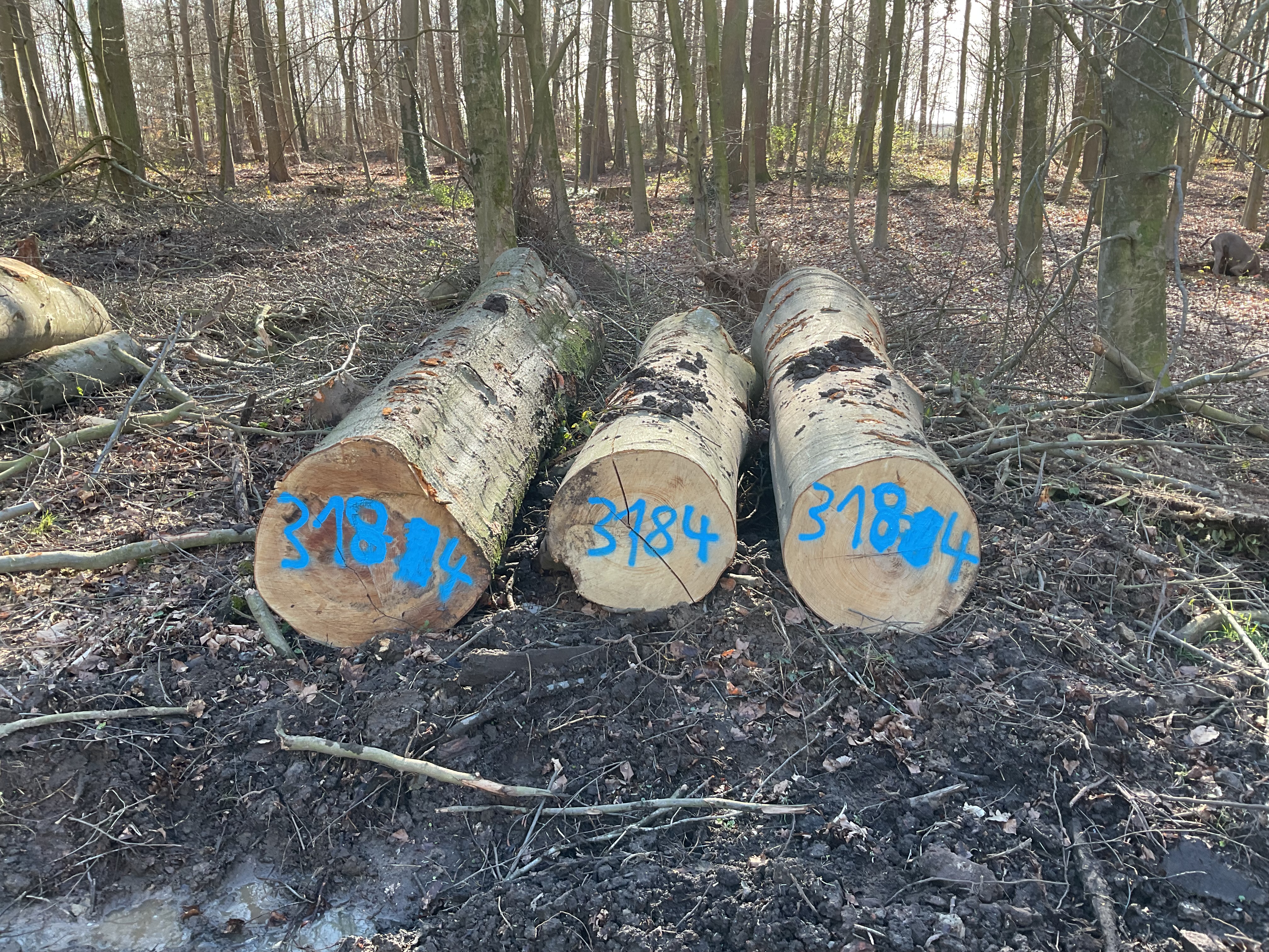 Buche, Polter-Nr. 3184