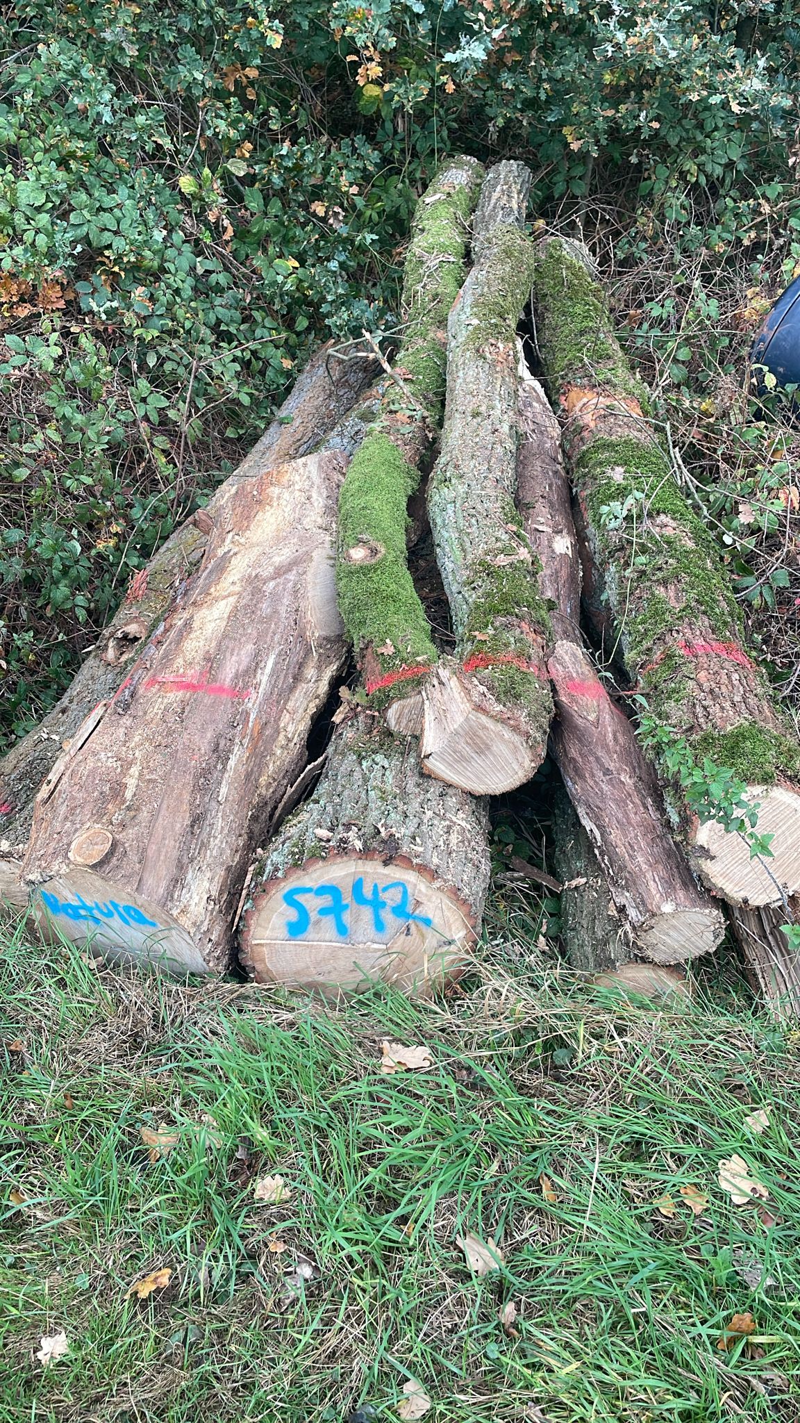 Eiche, Polter-Nr. 5742