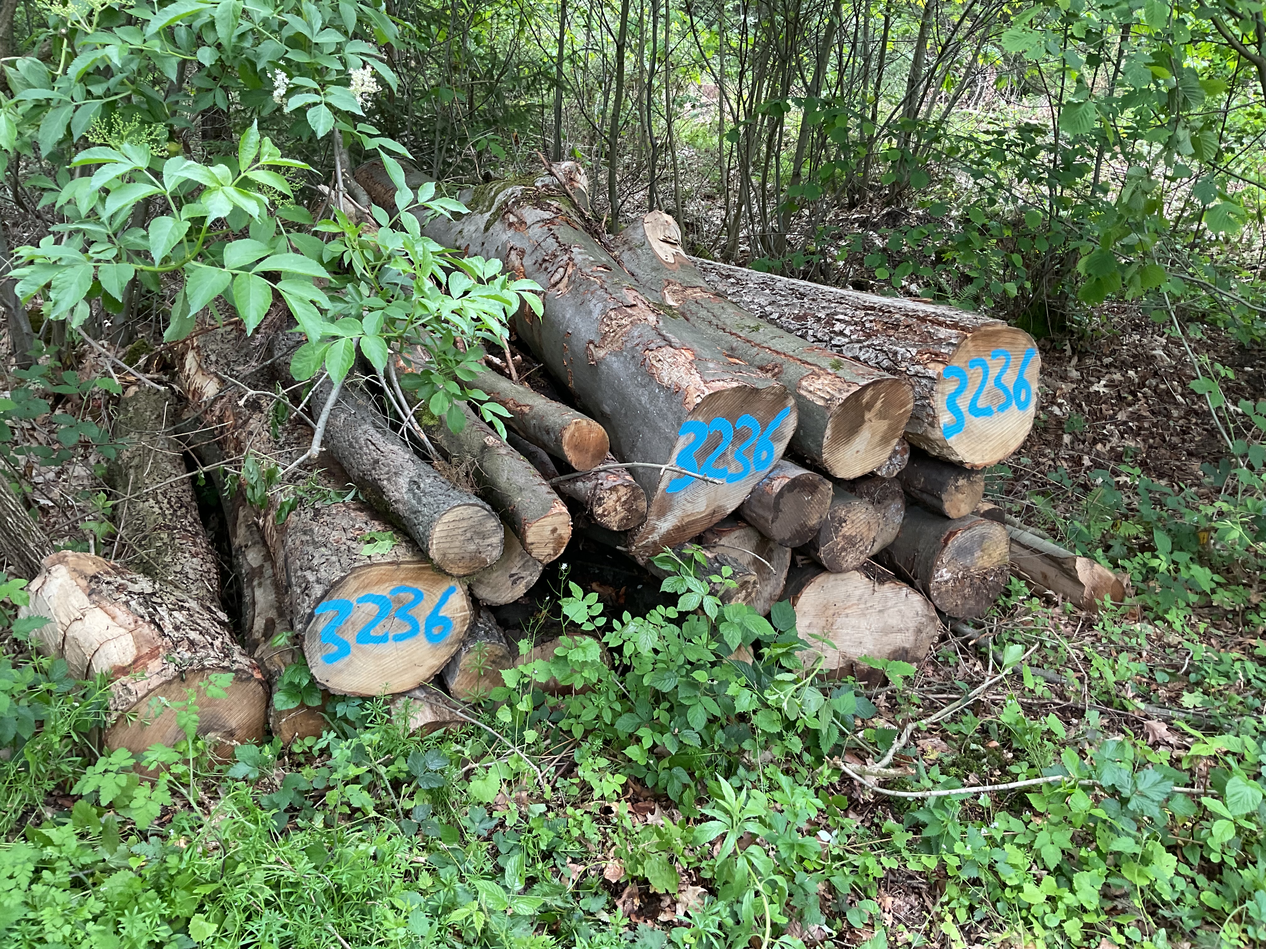 Buche/Esche, Polter-Nr. 3236