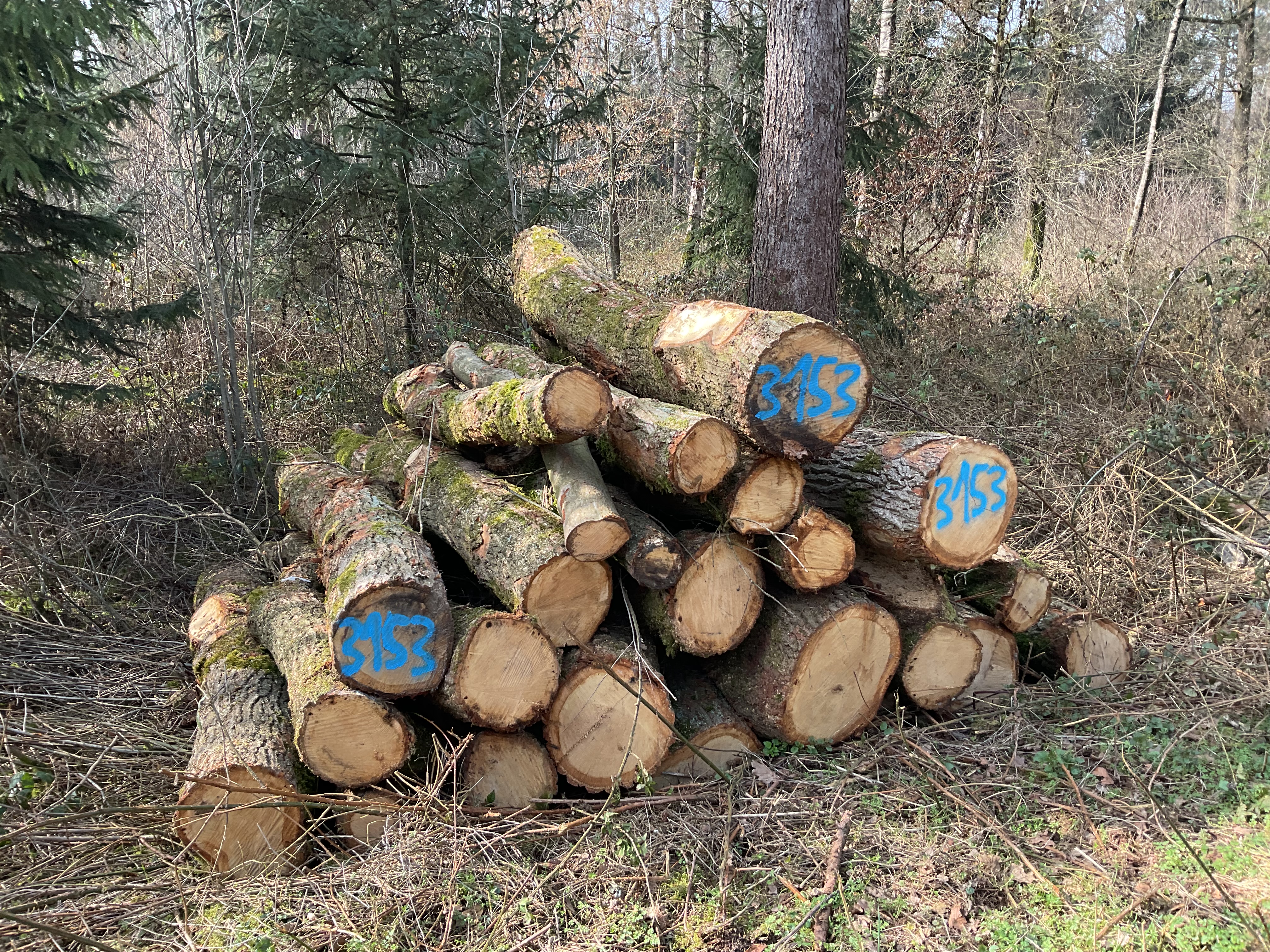 Eiche, Polter-Nr. 3153