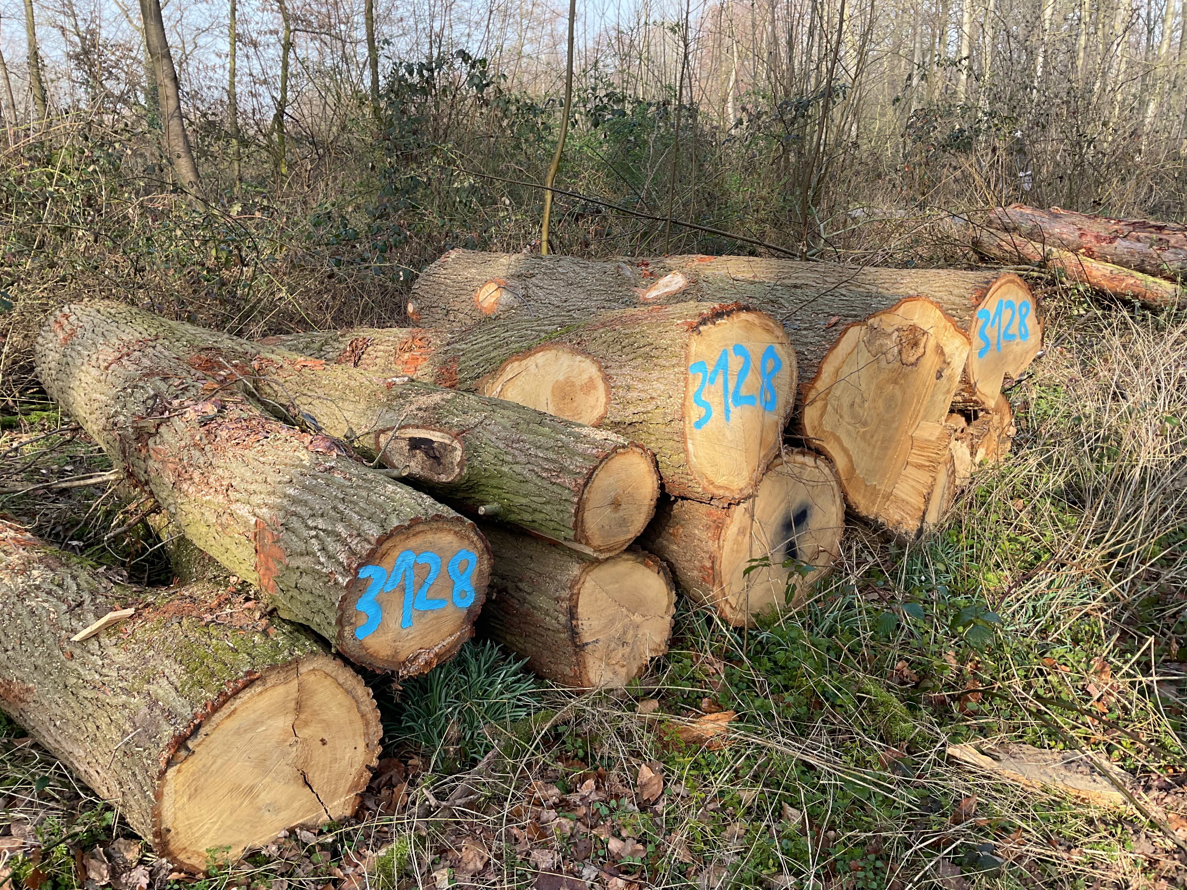 Eiche, Polter-Nr. 3128