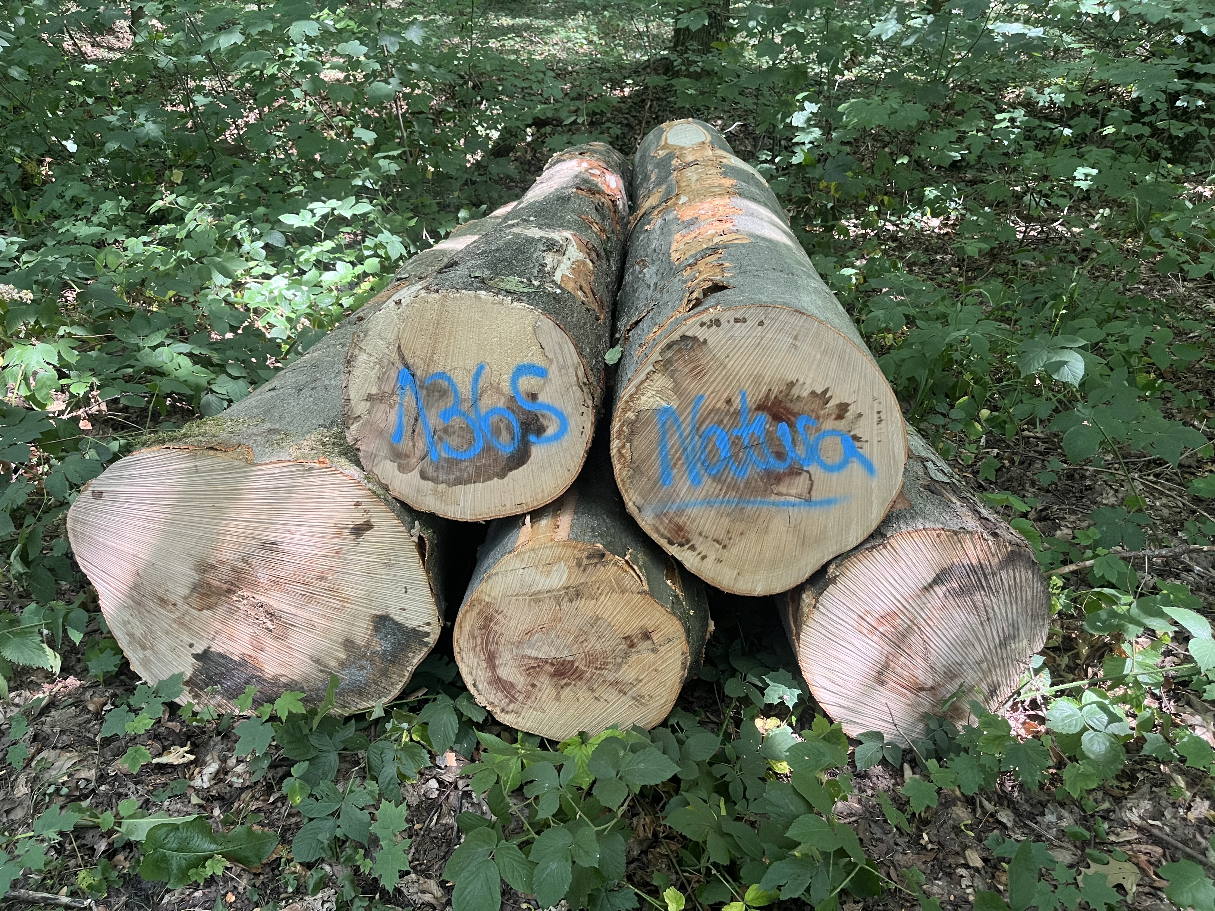 Buche, Polter-Nr. 1365