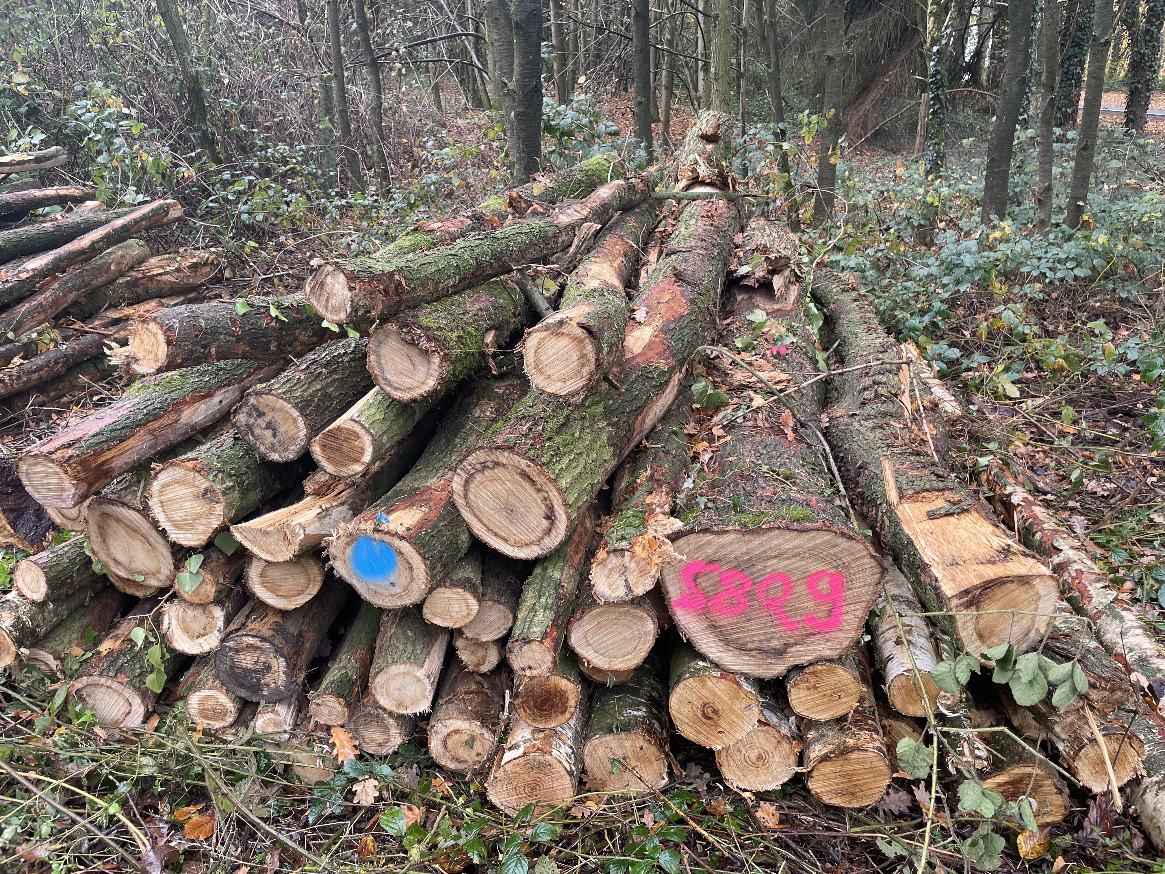 Birke/Eiche, Polter-Nr. 5829