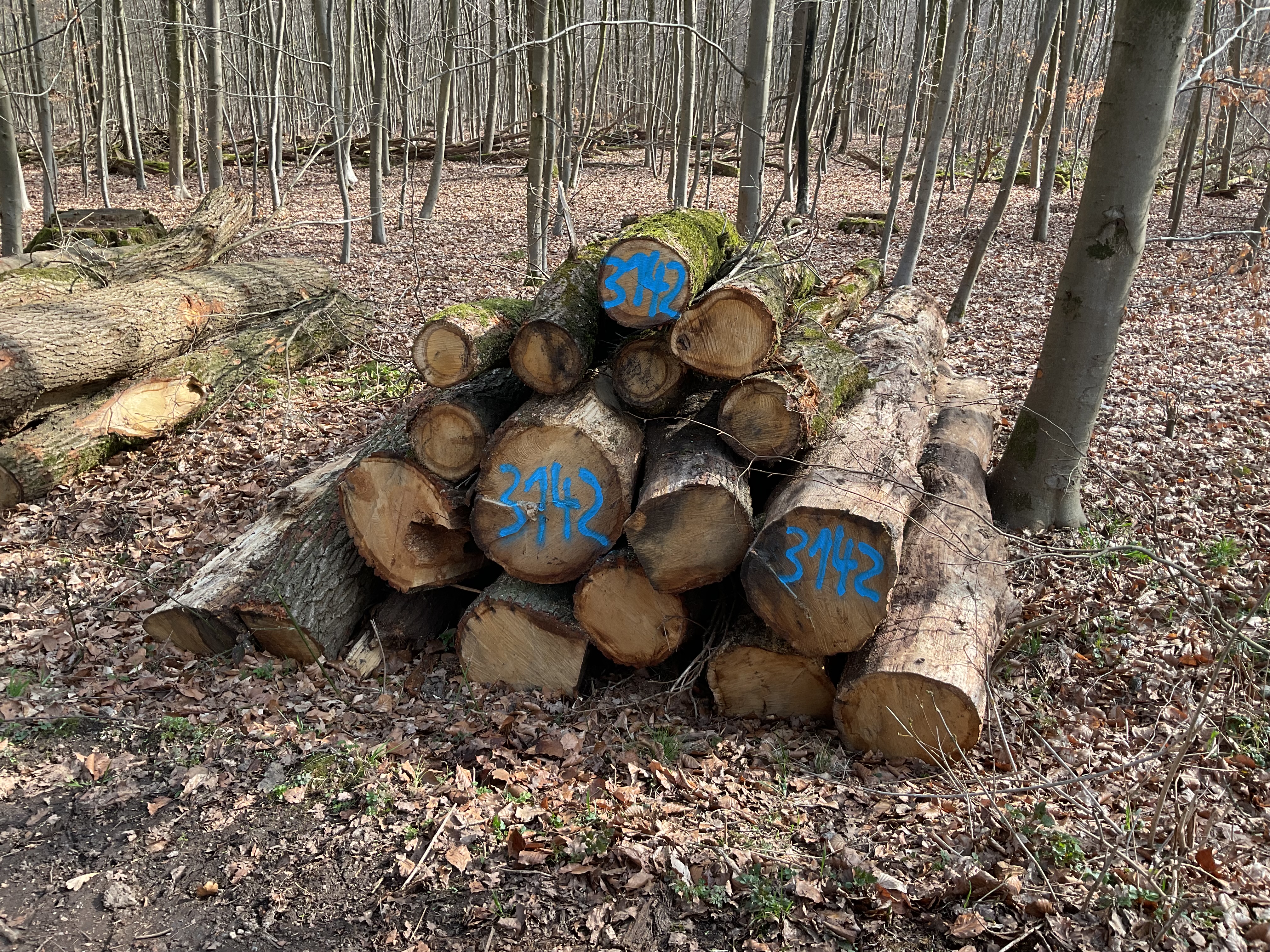 Eiche, Polter-Nr. 3142