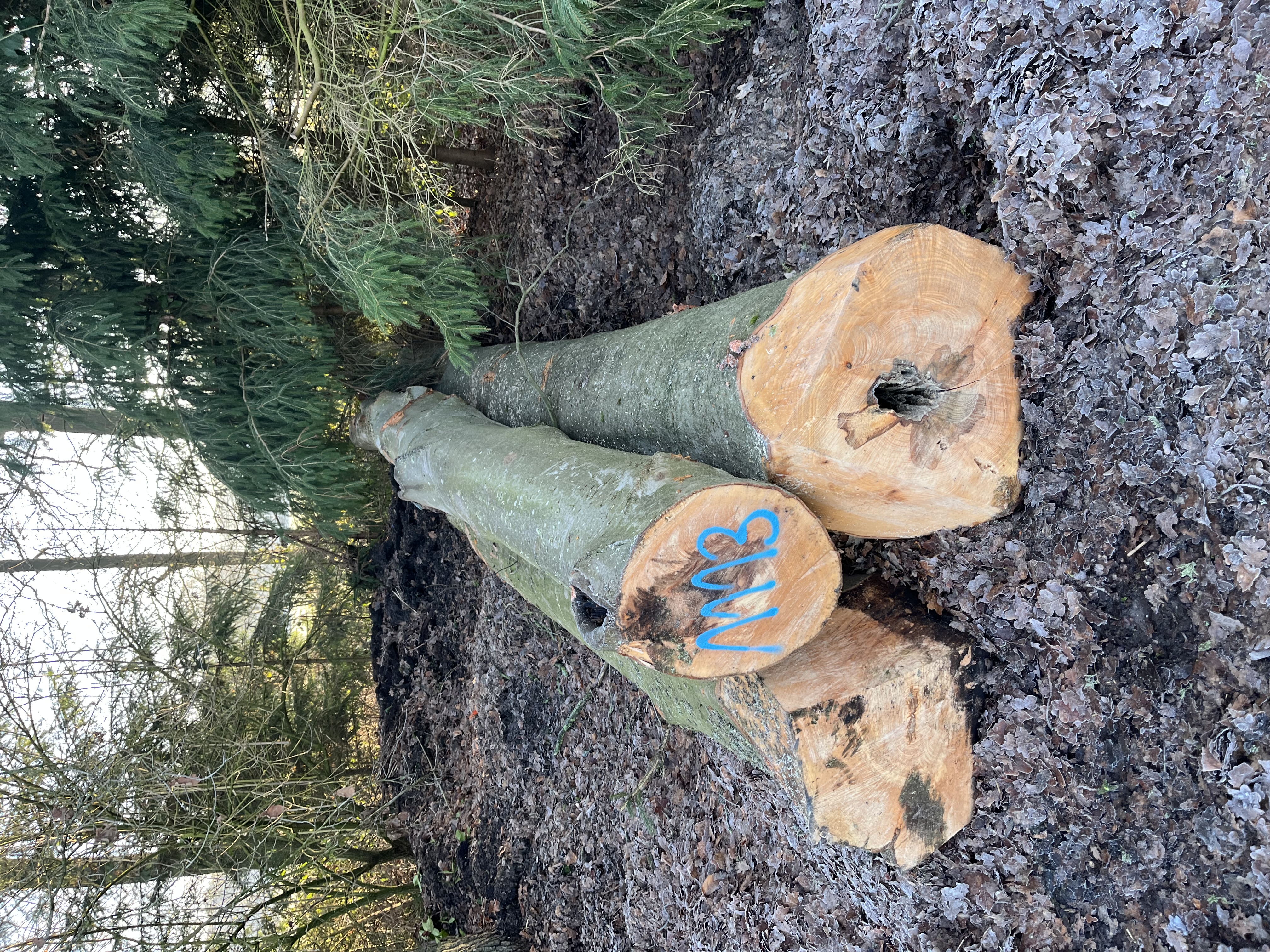 Buche, Polter-Nr. 1113