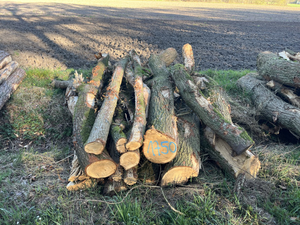 Eiche, Polter-Nr. 1750