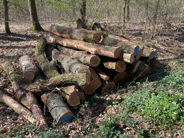 Eiche, Polter-Nr. 9446