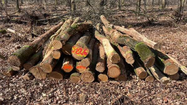 Eiche, Polter-Nr. 5226