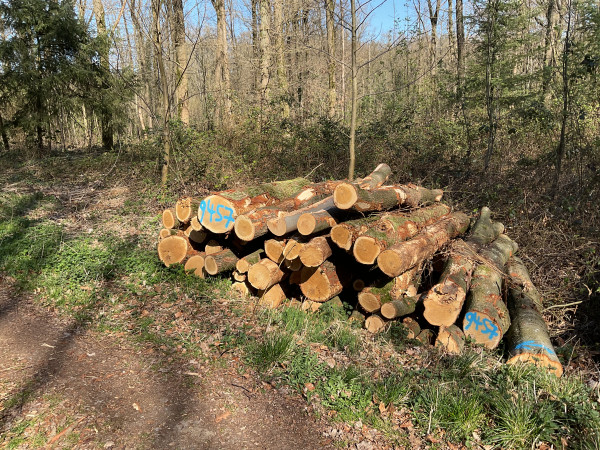 Eiche, Polter-Nr. 9457